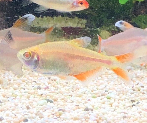 Albino buenos aires tetra
