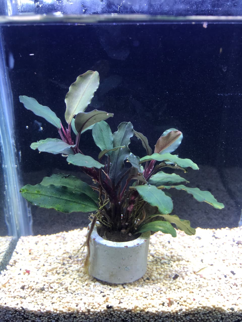 Bucephalandra-melawi fine edge