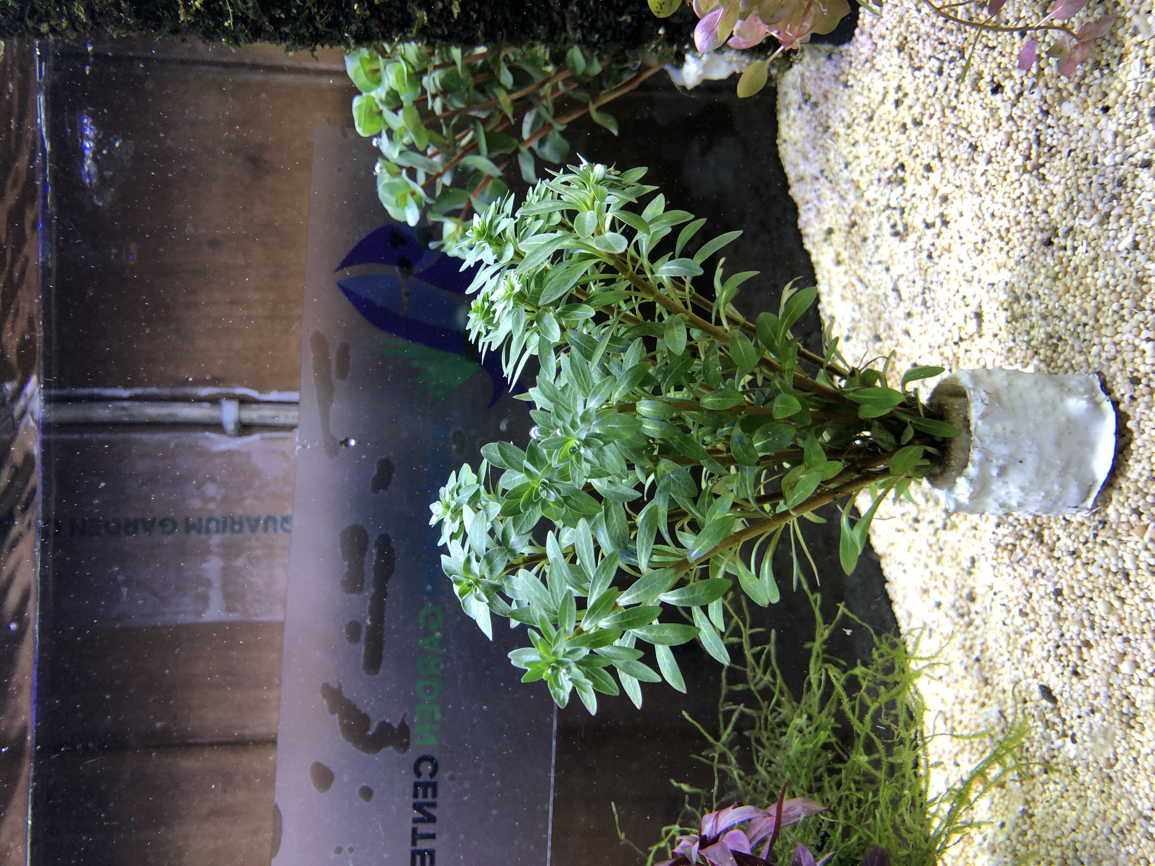 Ludwigia inclinata 'Meta'