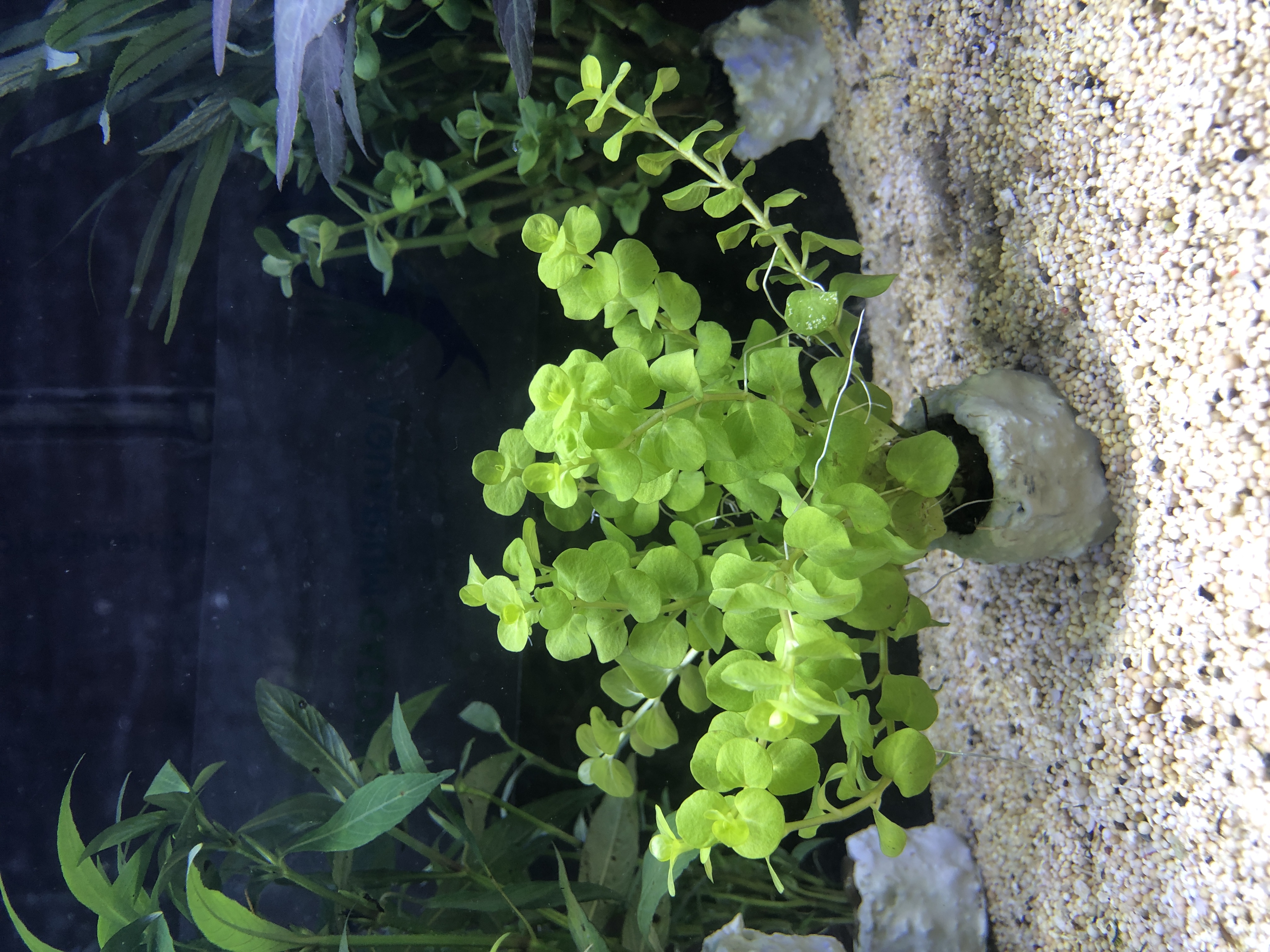 Lysimachia nummularia 'aurea'