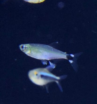 White spoted tetra