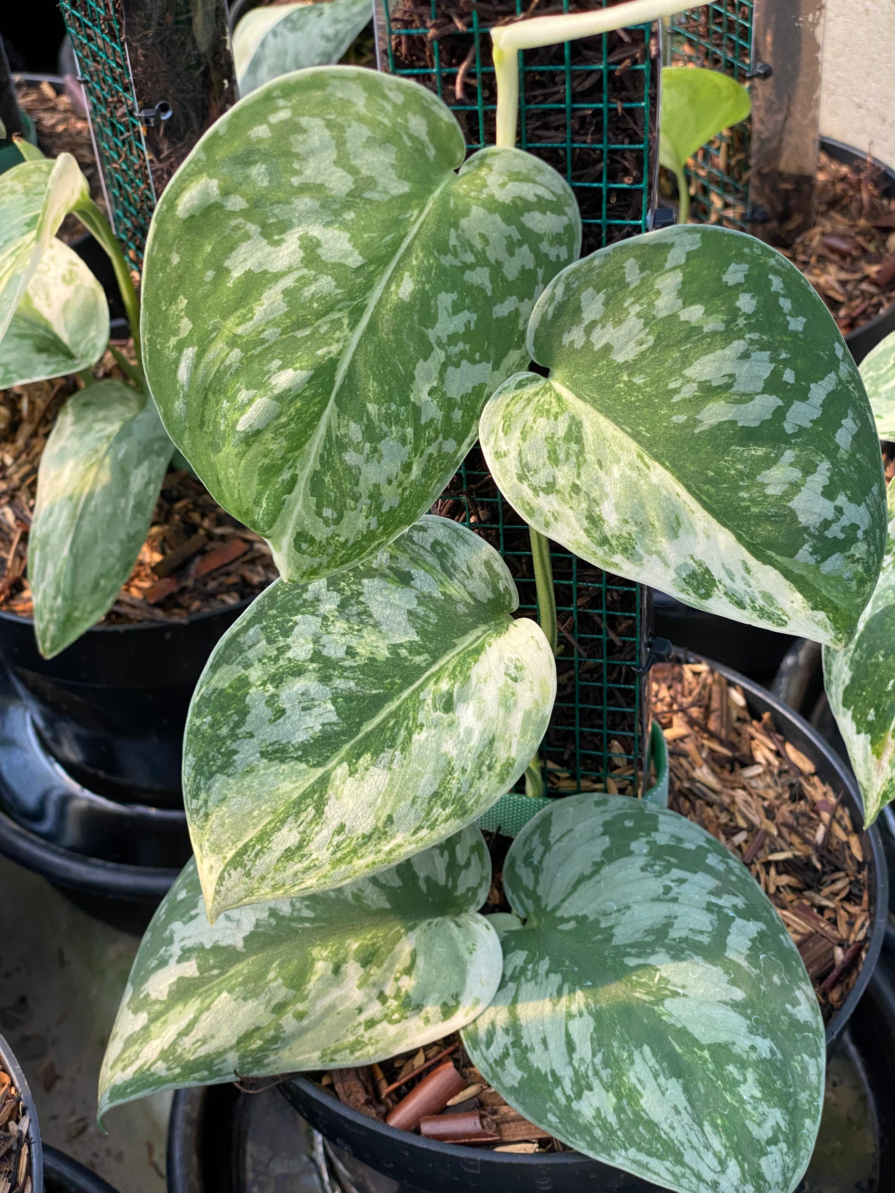 Scindapsus argyraeus