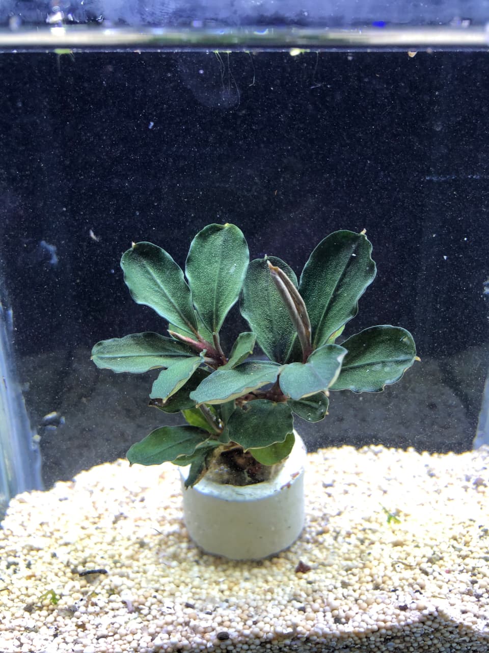 Bucephalandra dark blue
