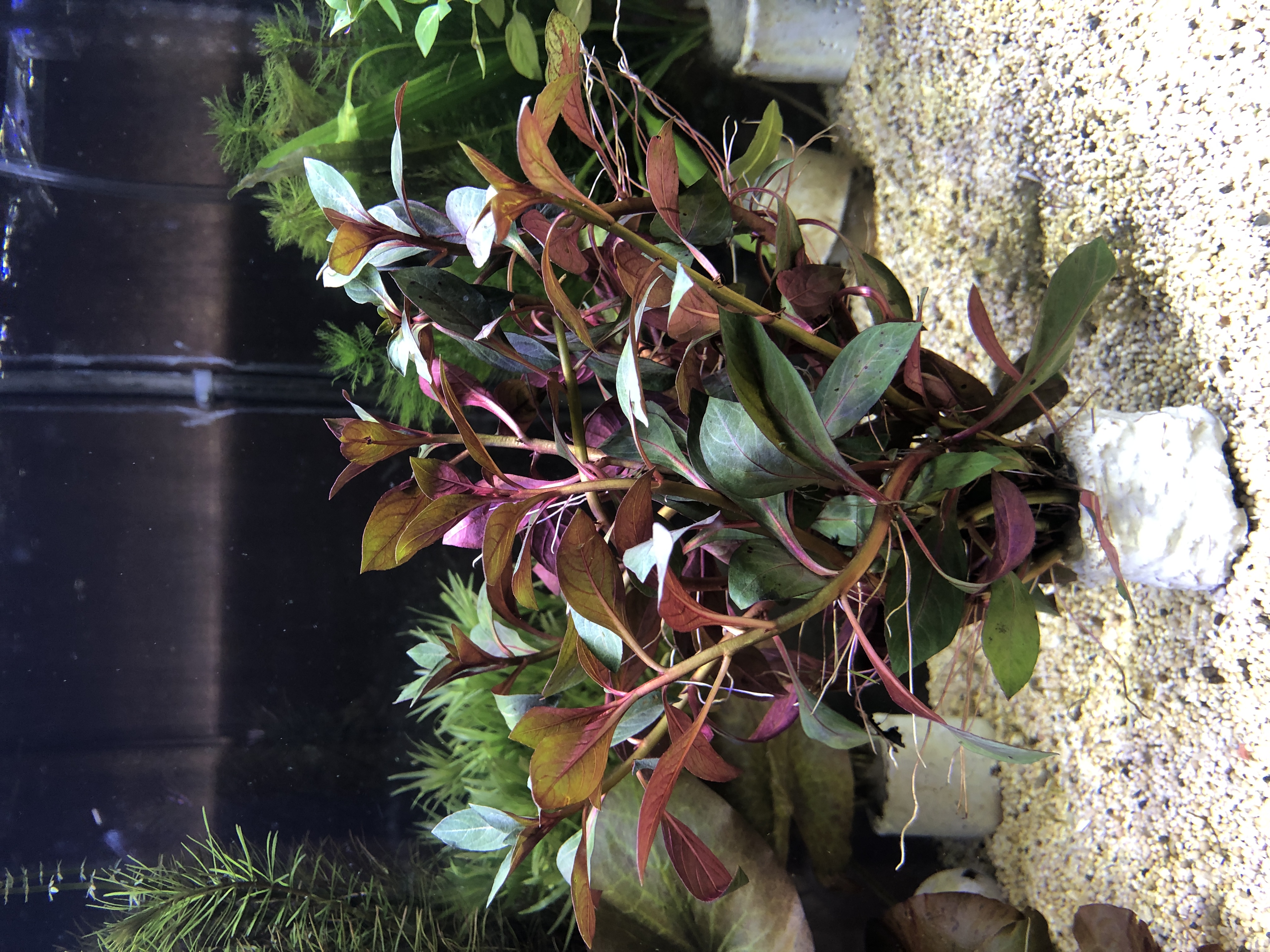 Ludwigia repens rubin