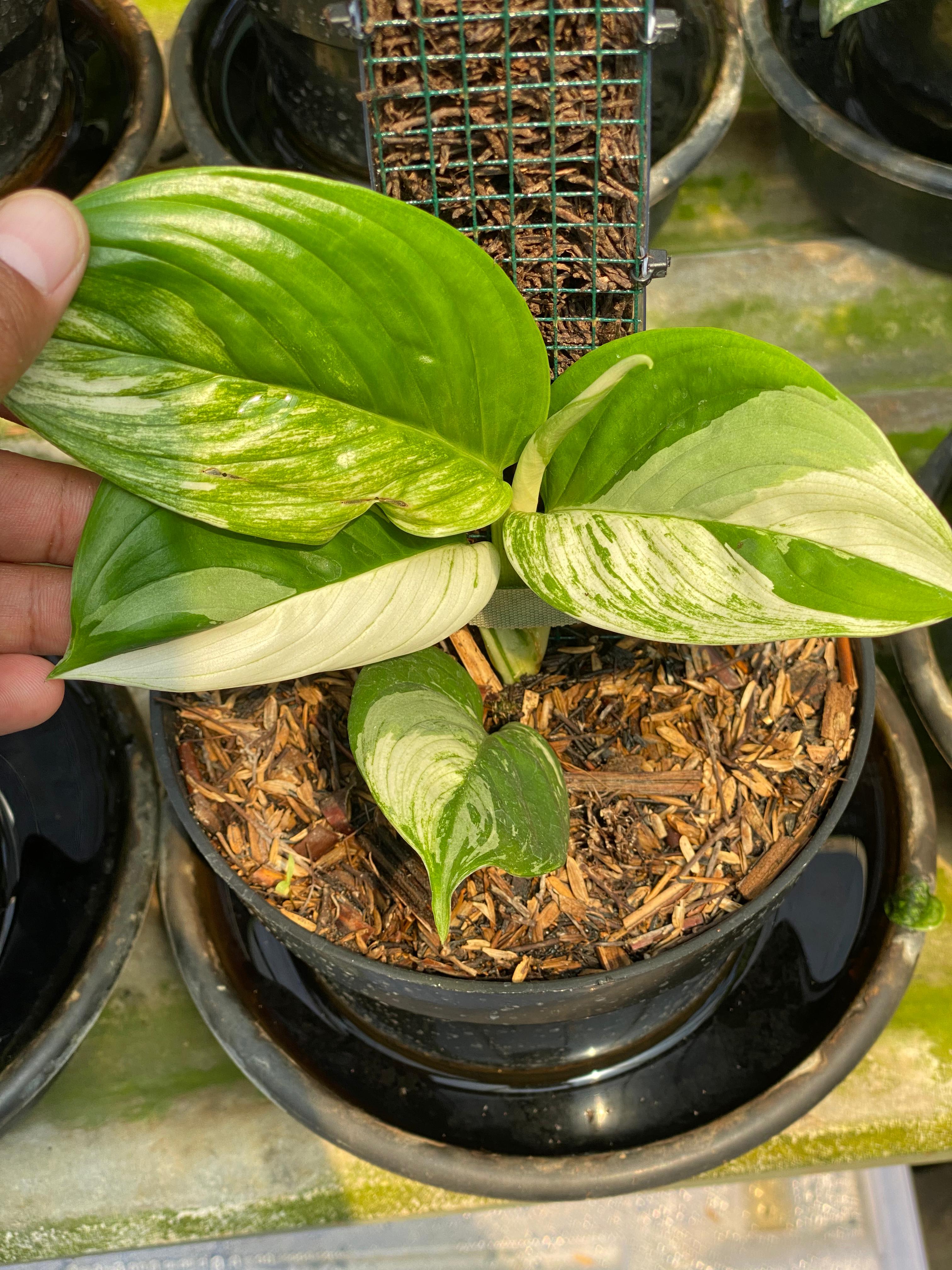 Scindapsus perakensis albo