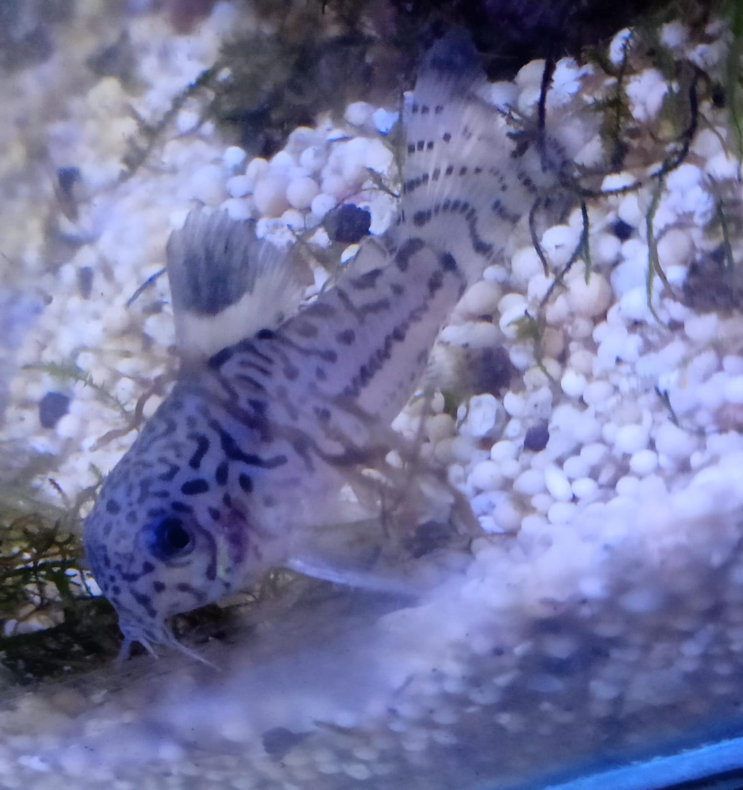 Corydoras julii