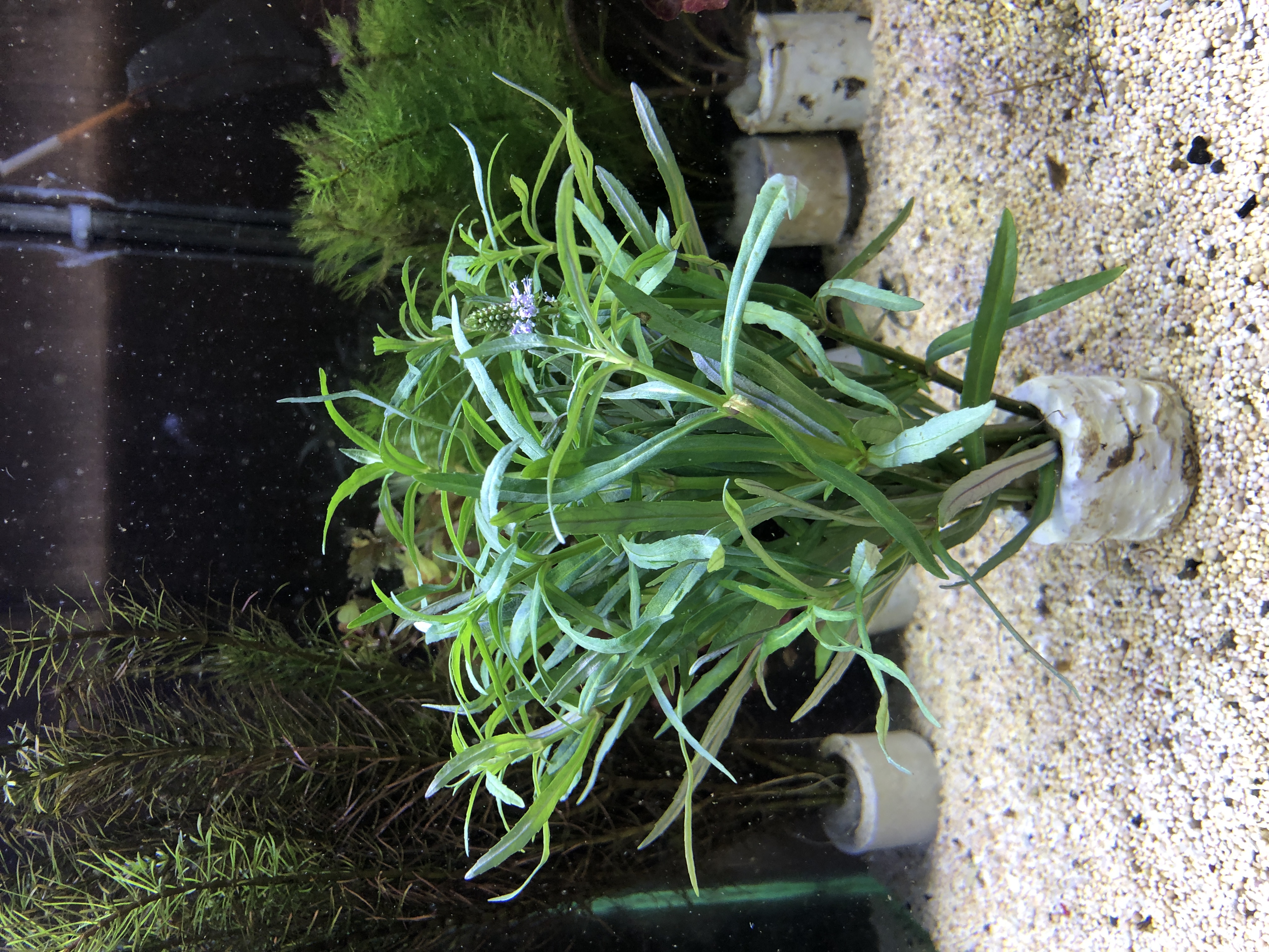 Pogostemon stellatus 'Octopus'