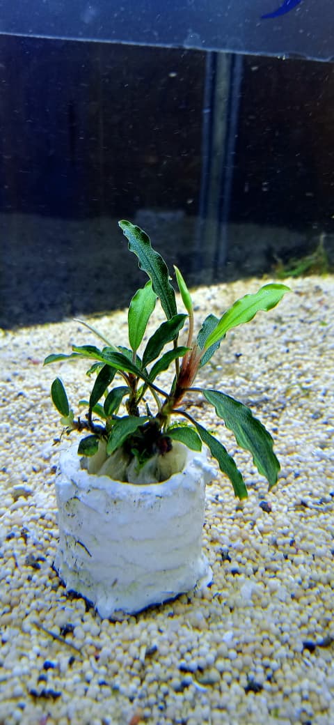 Bucephalandra velvet