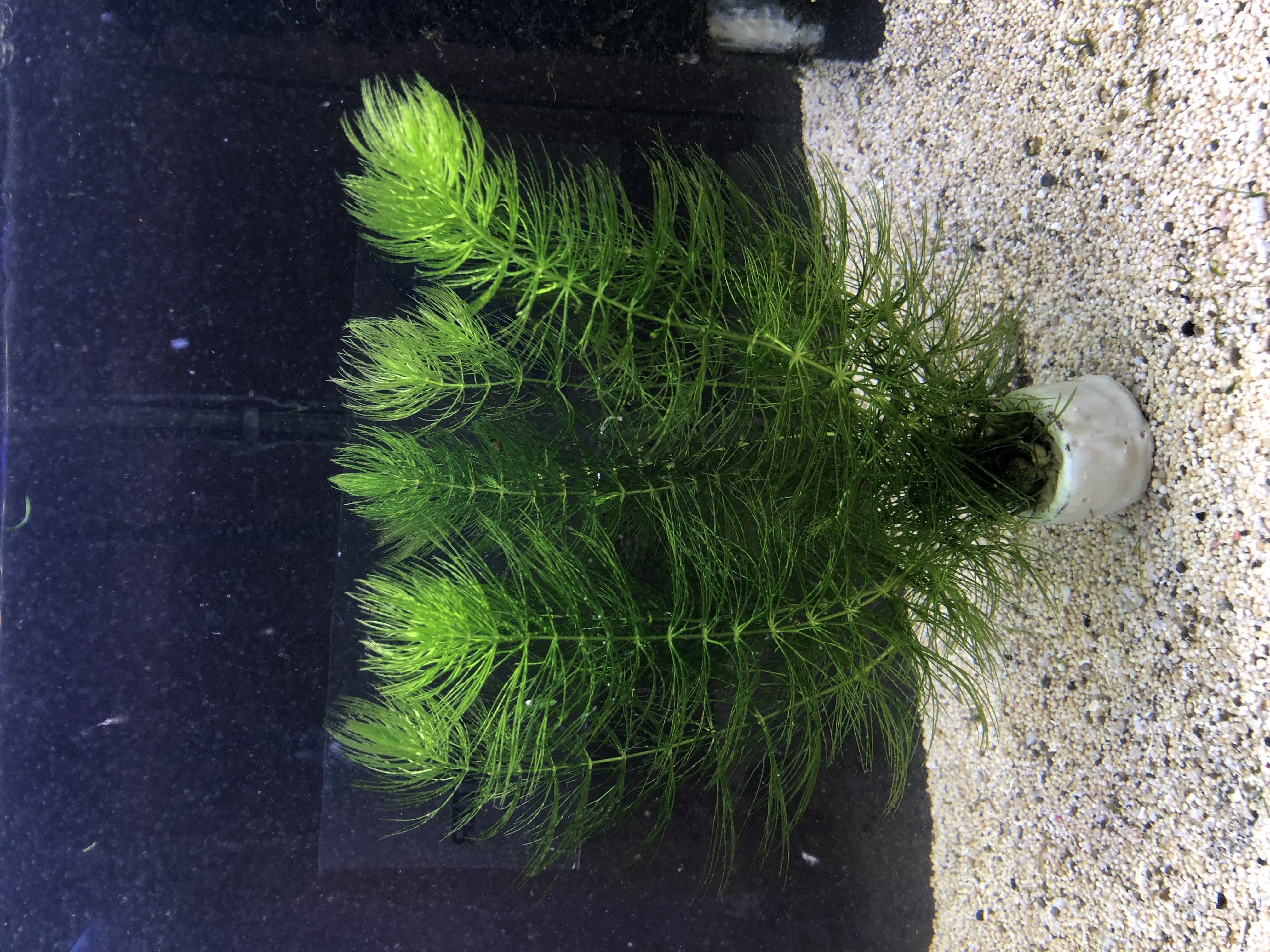 Ceratophyllum demersum