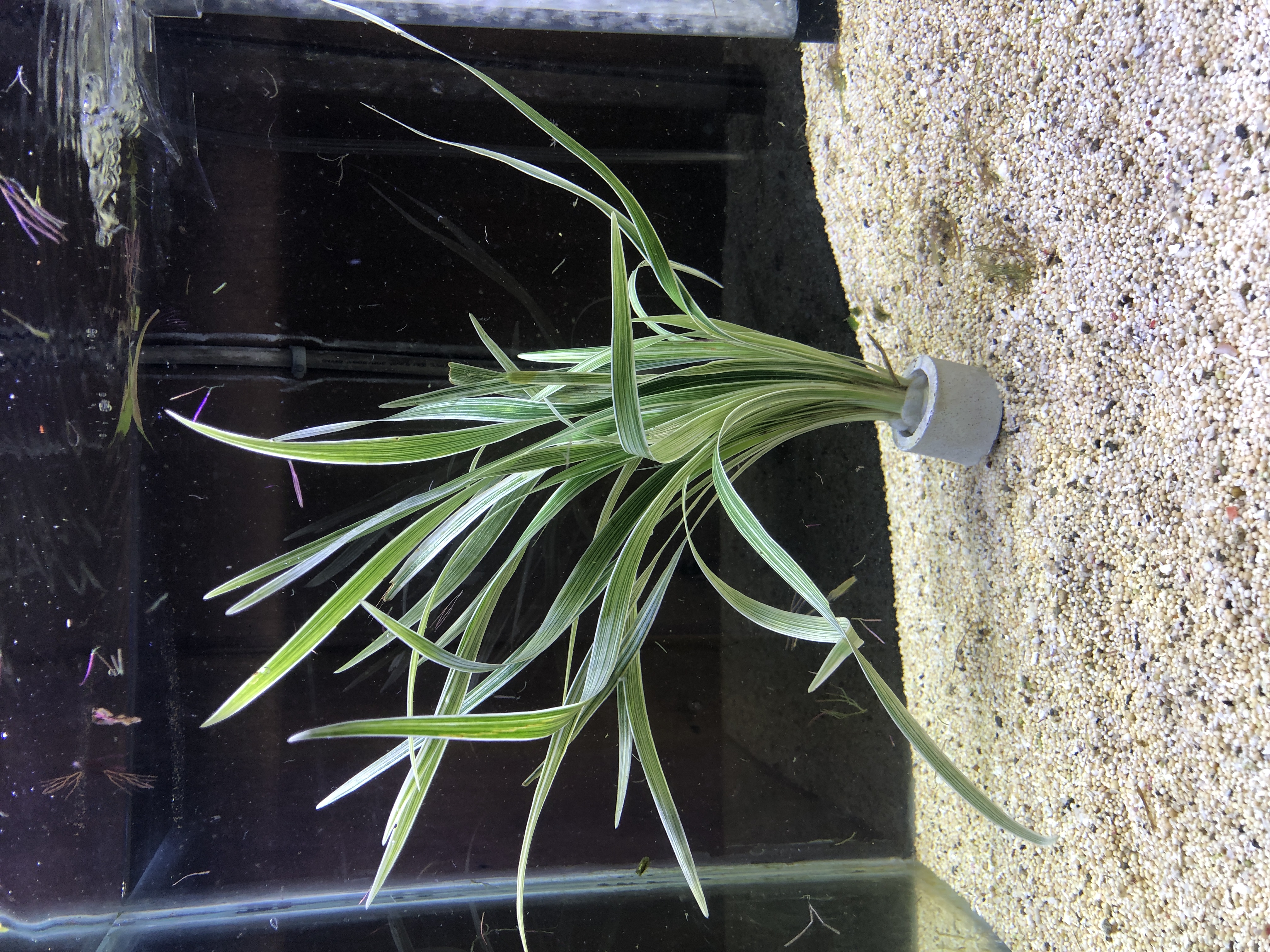 Ophiopogon jaburan ‘Variegatus’