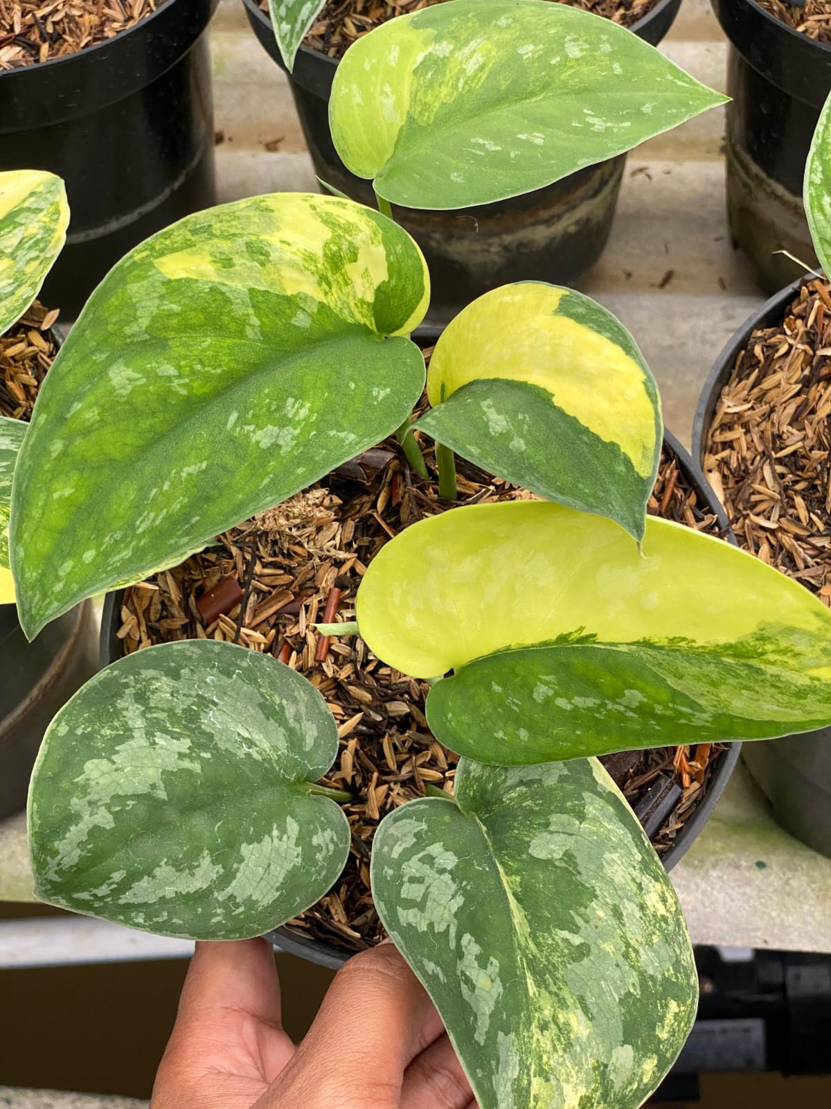 Scindapsus swarnabhumi