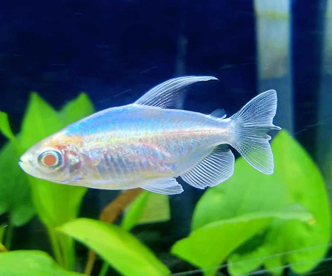 Albino congo tetra