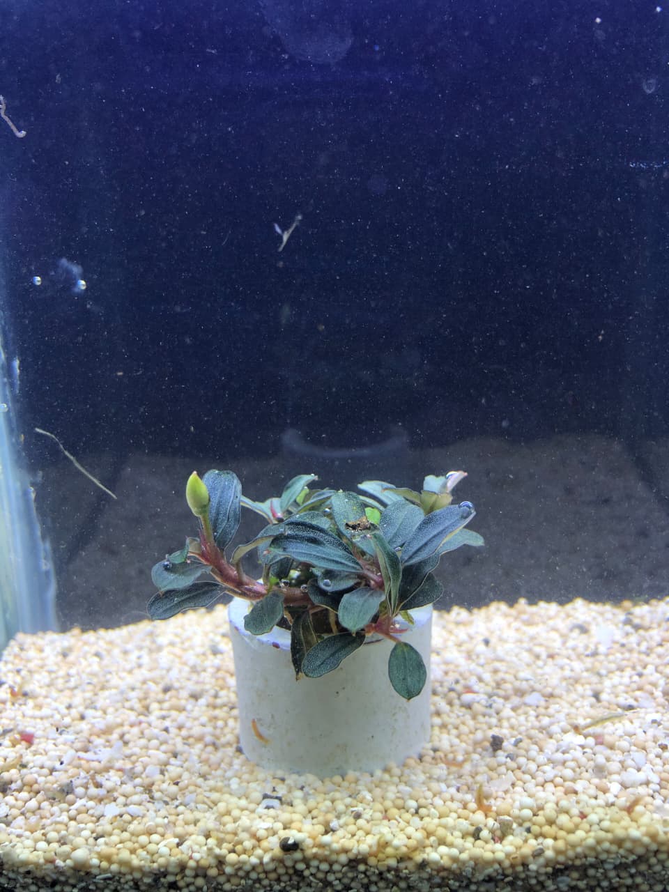 Bucephalandra brownie