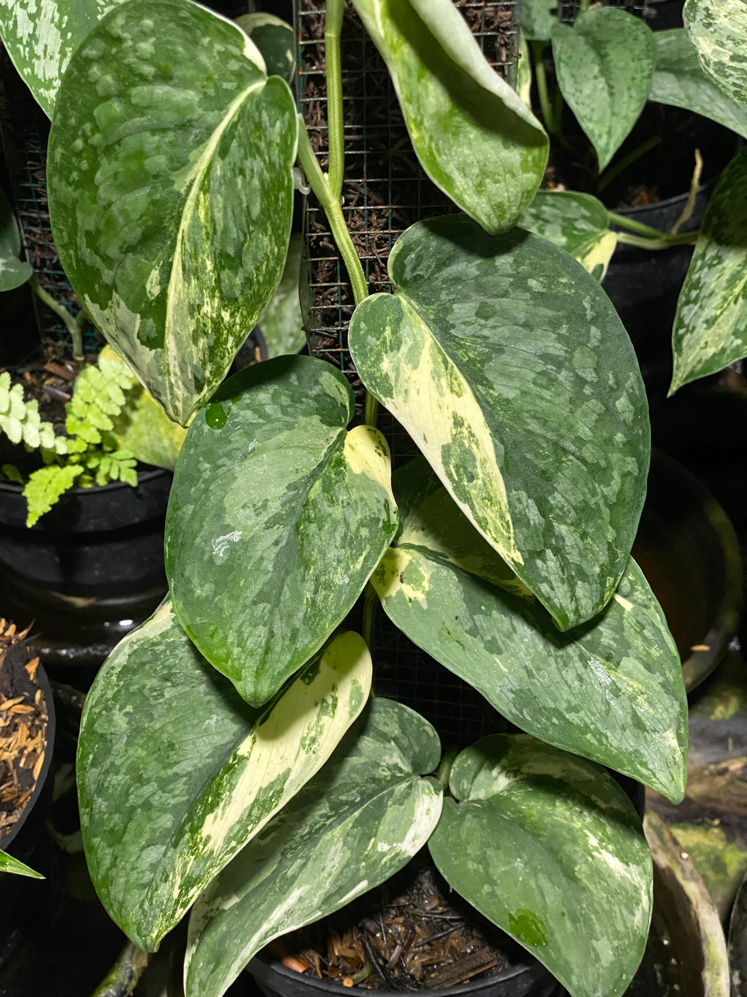 Scindapsus cloud albo