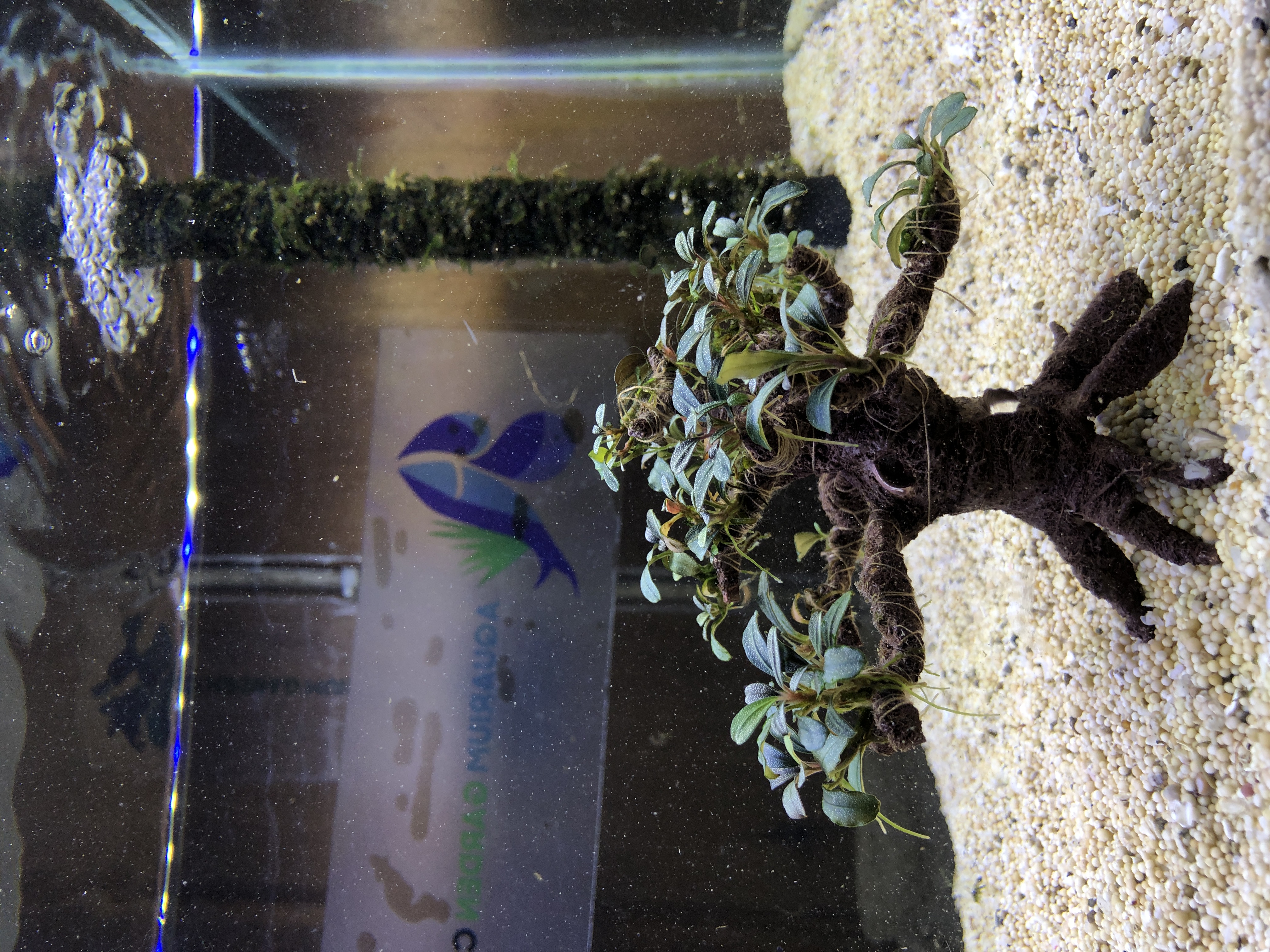 Bucephalandra on bonsai m