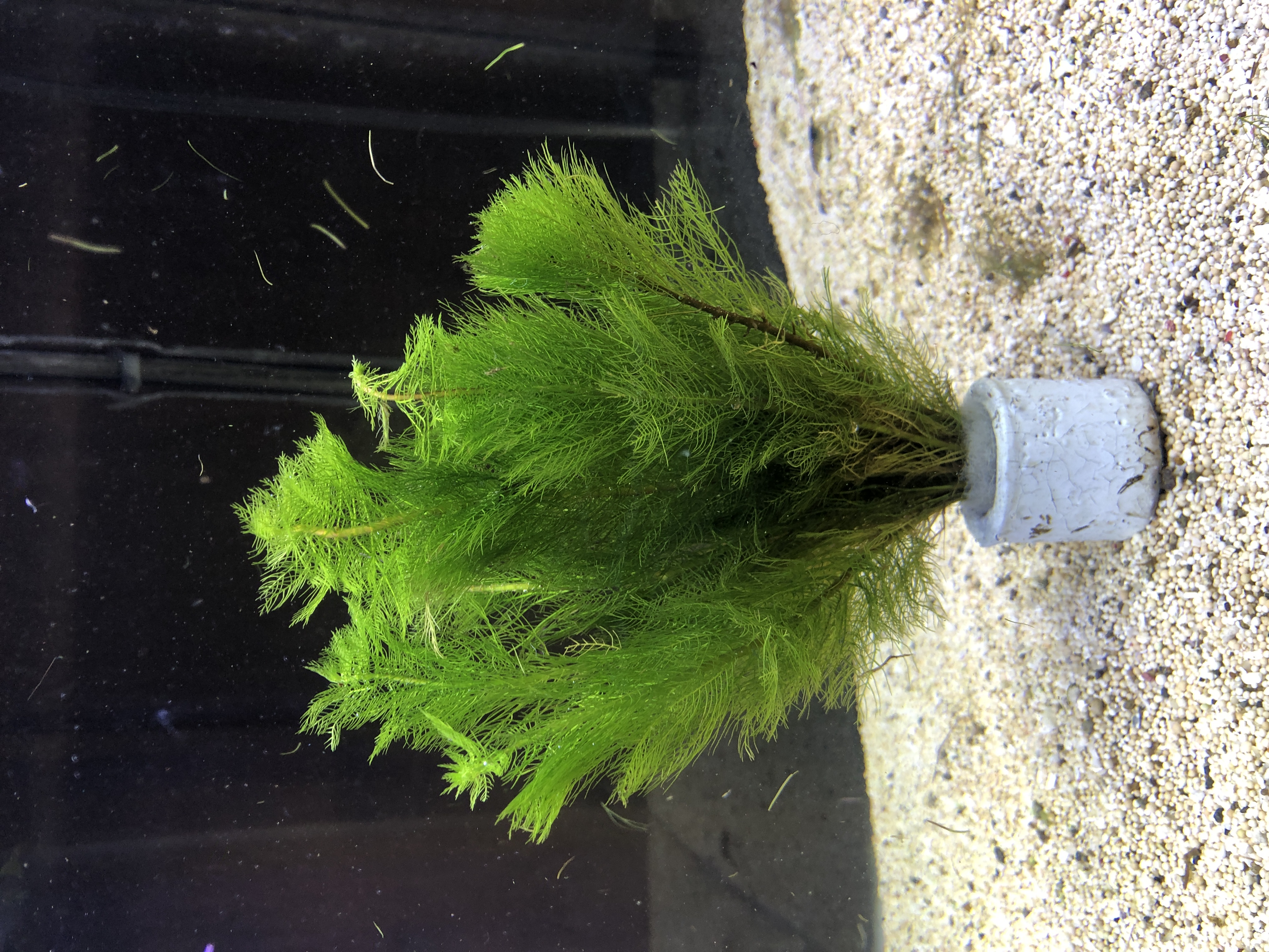 Myriophyllum scabratum