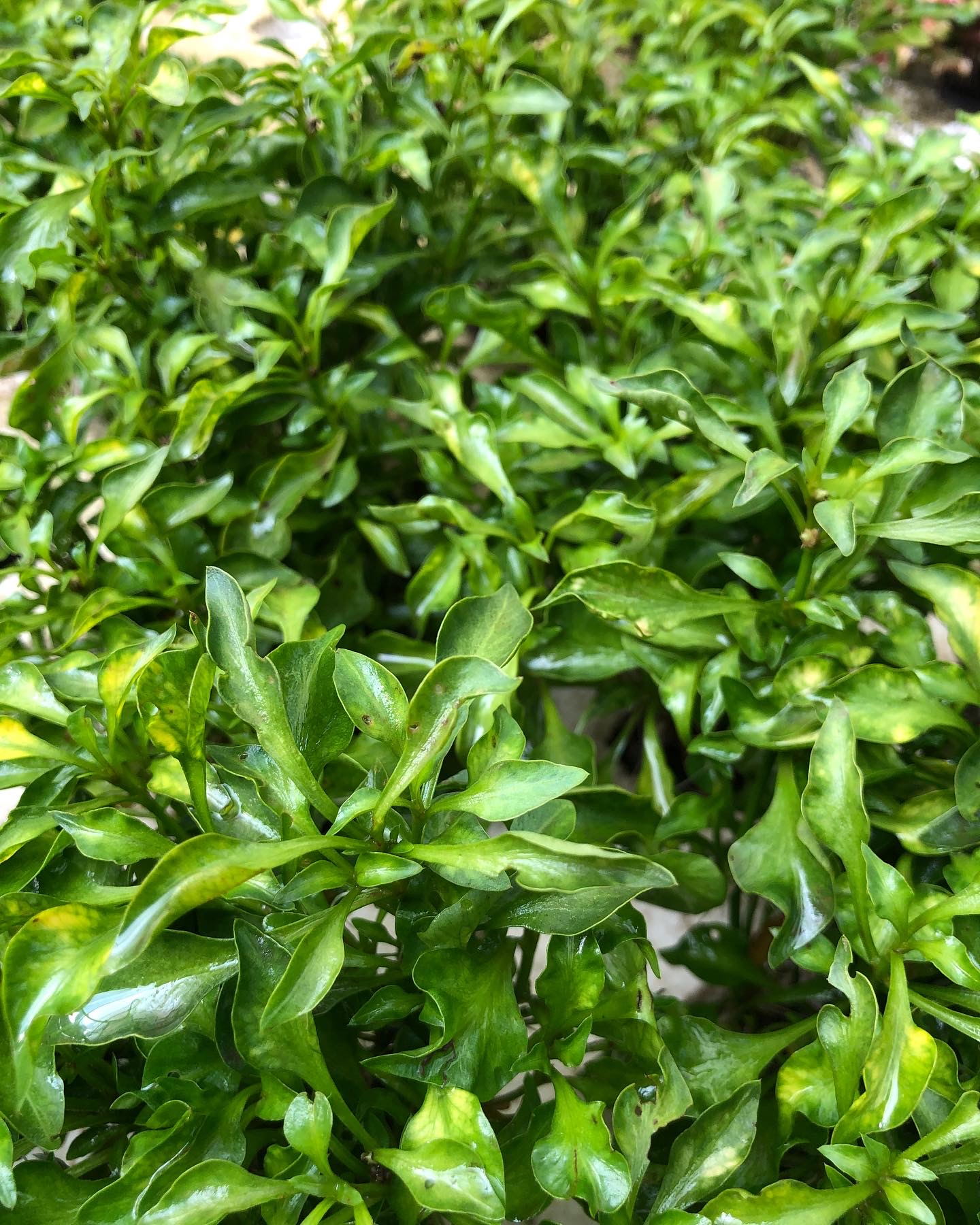 Alternanthera bettzickiana ‘Aurea’