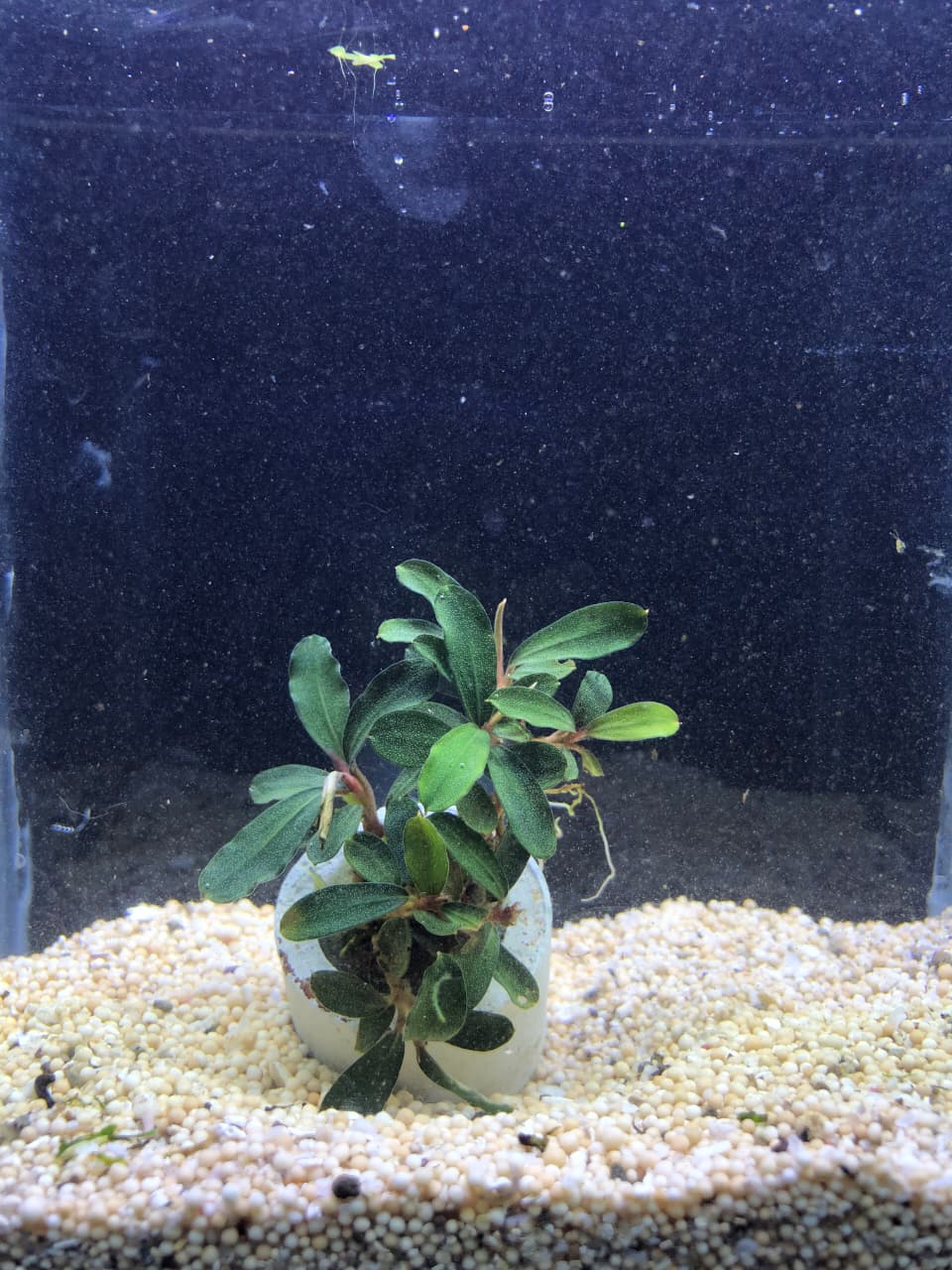 Bucephalandra kedagang mini