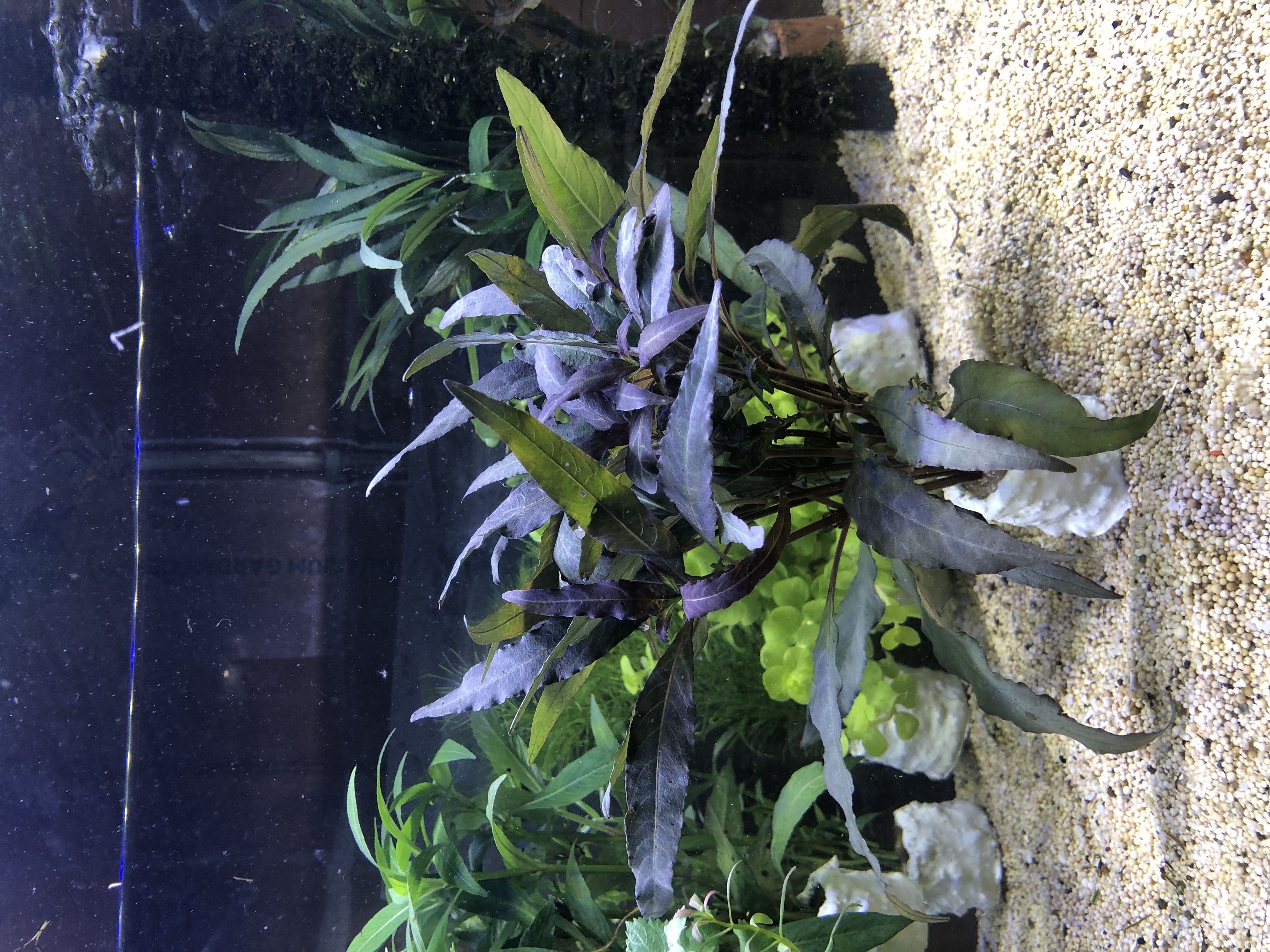 Hygrophila angustifolia rubra