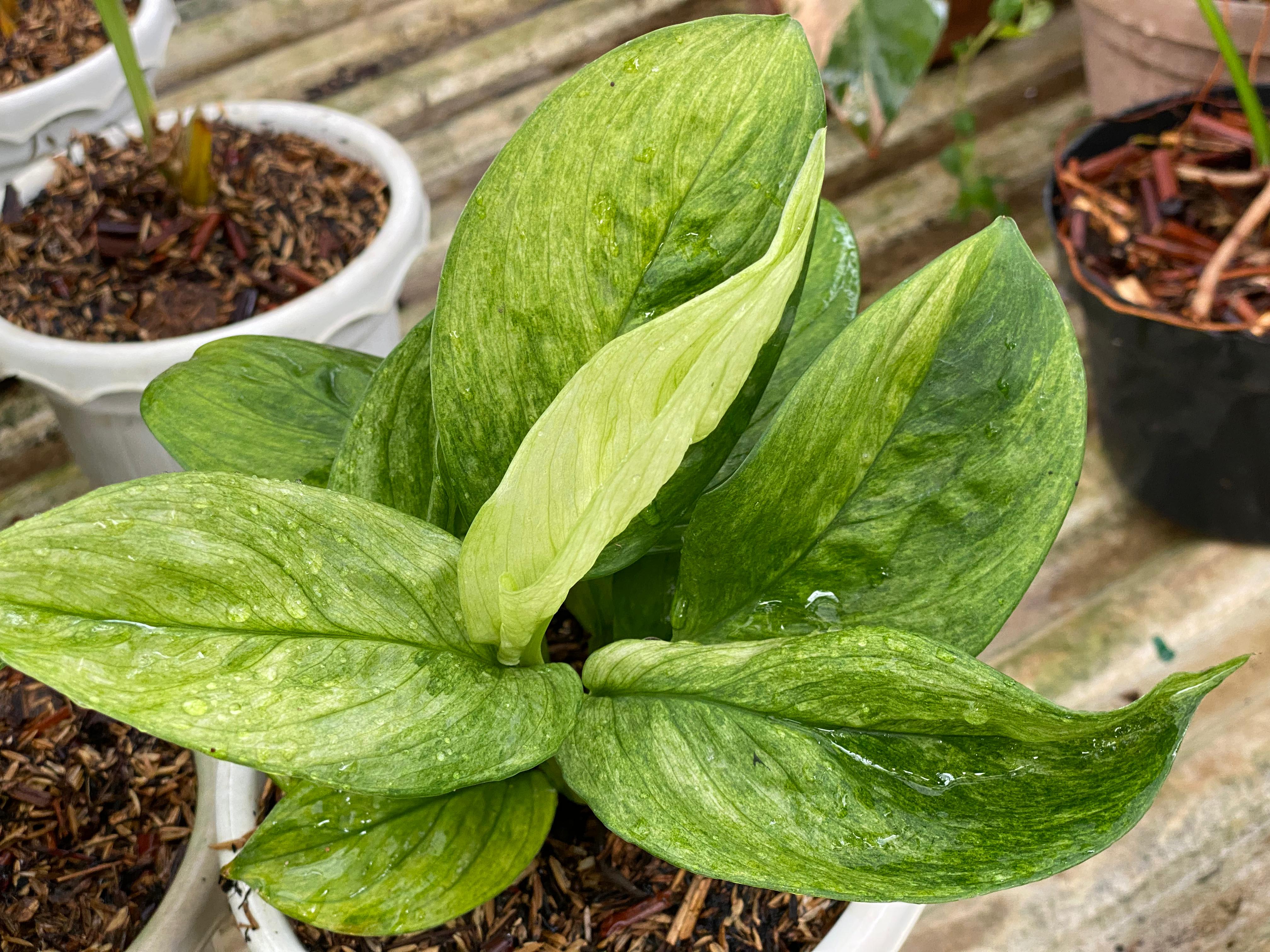 Scindapsus perakensis mint