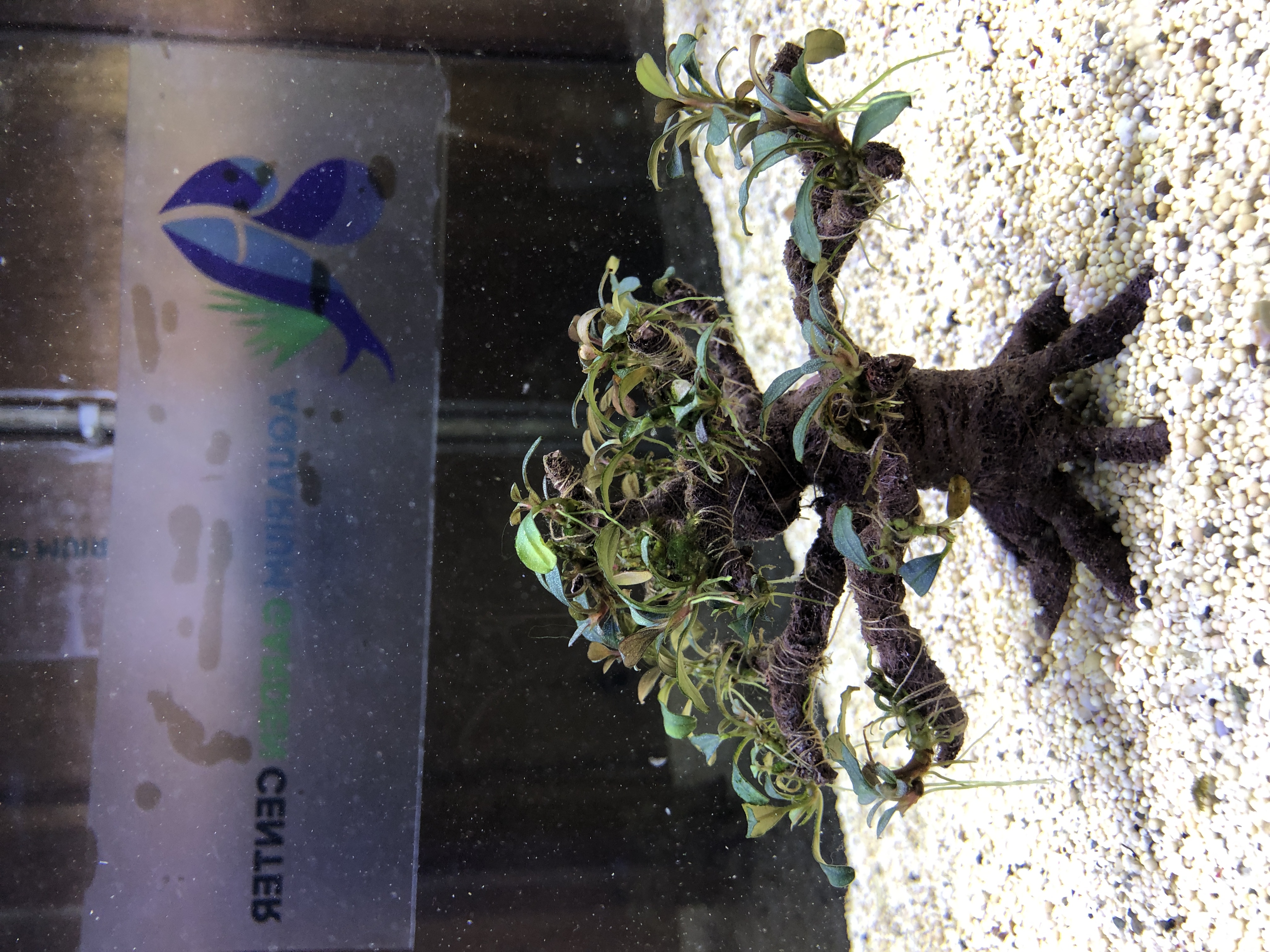 Bucephalandra on bonsai m