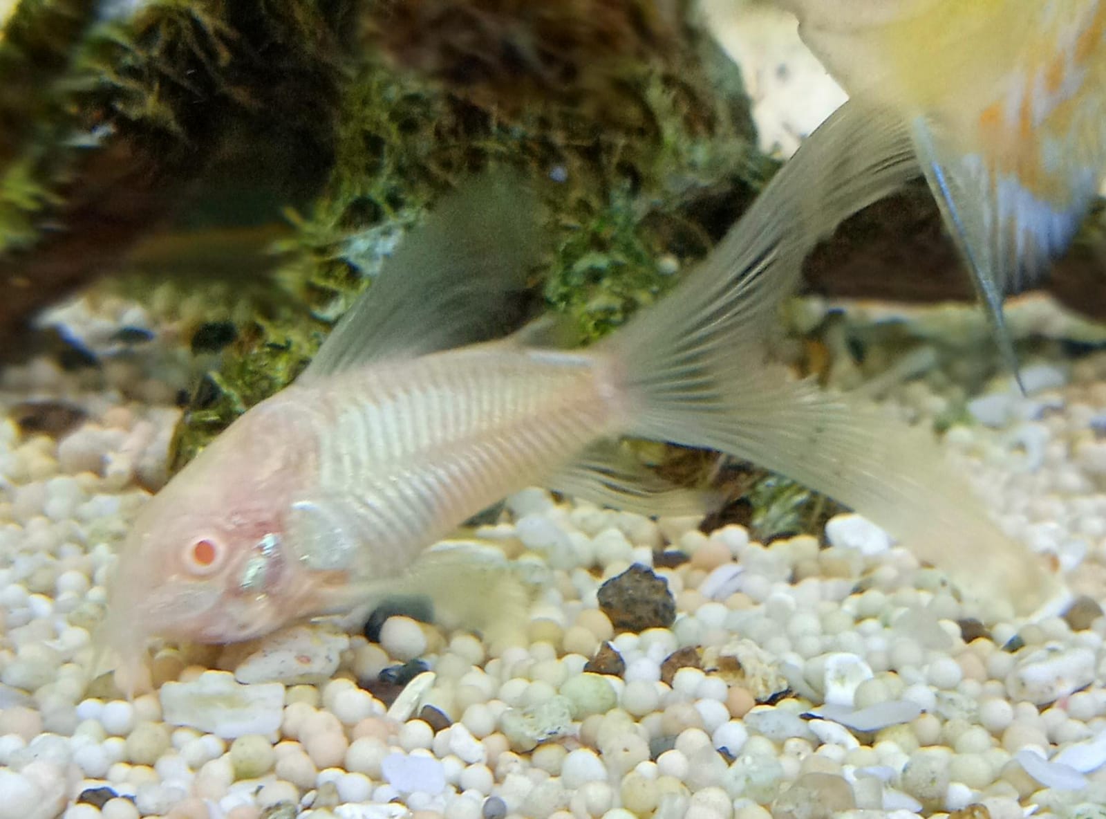 Corydoras albino