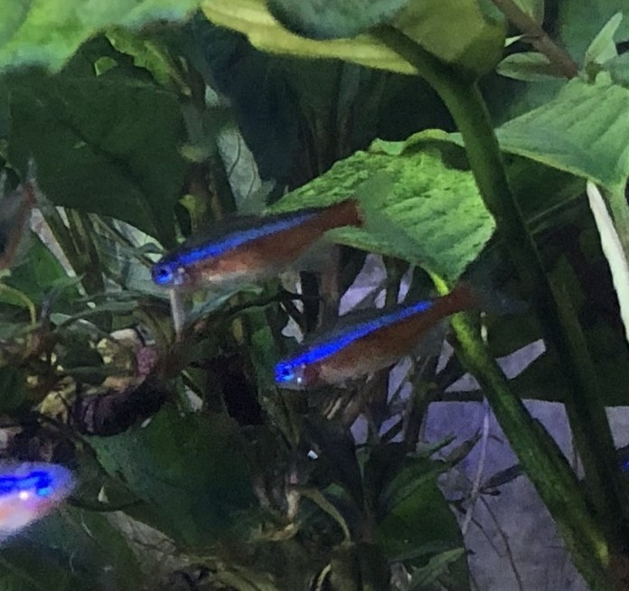 Cardinal tetra