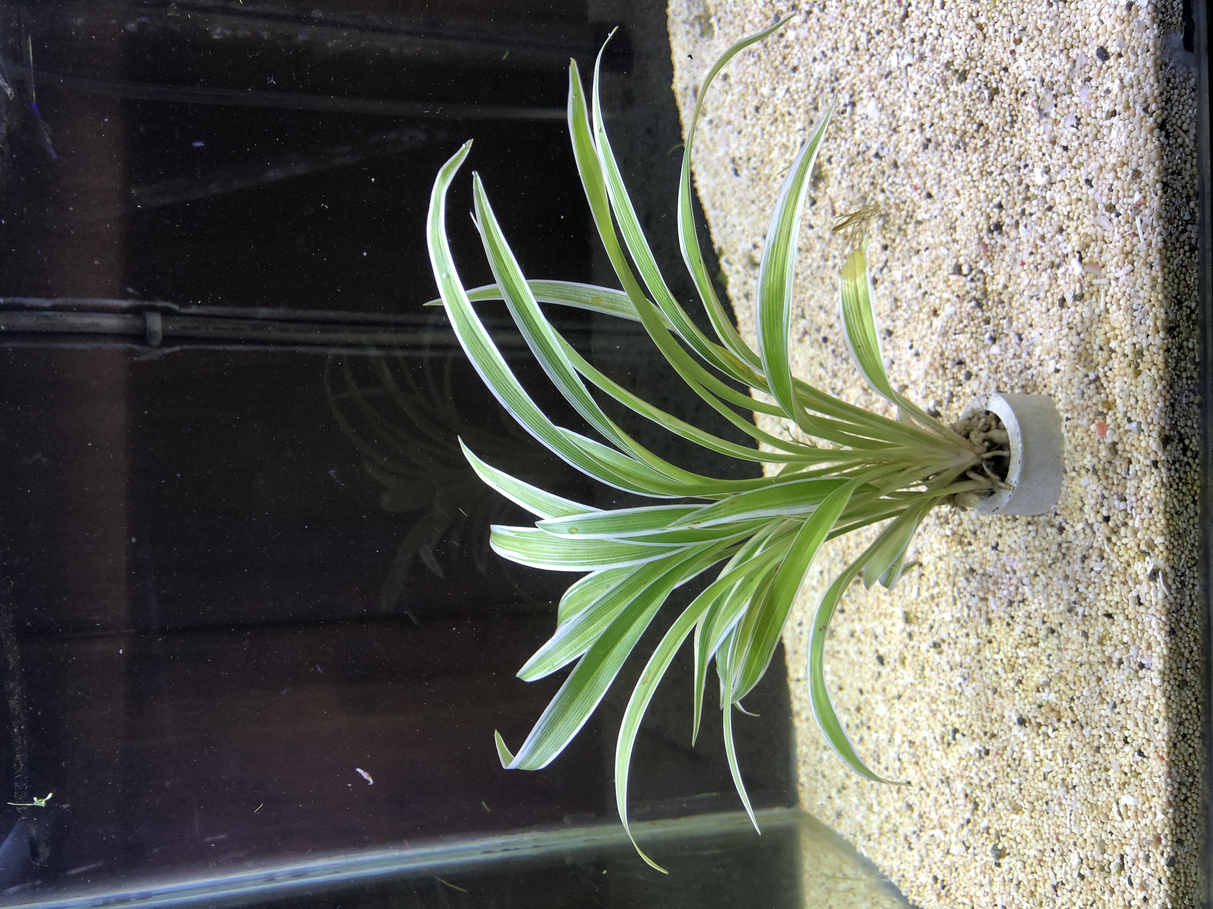 Chlorophytum bichetii