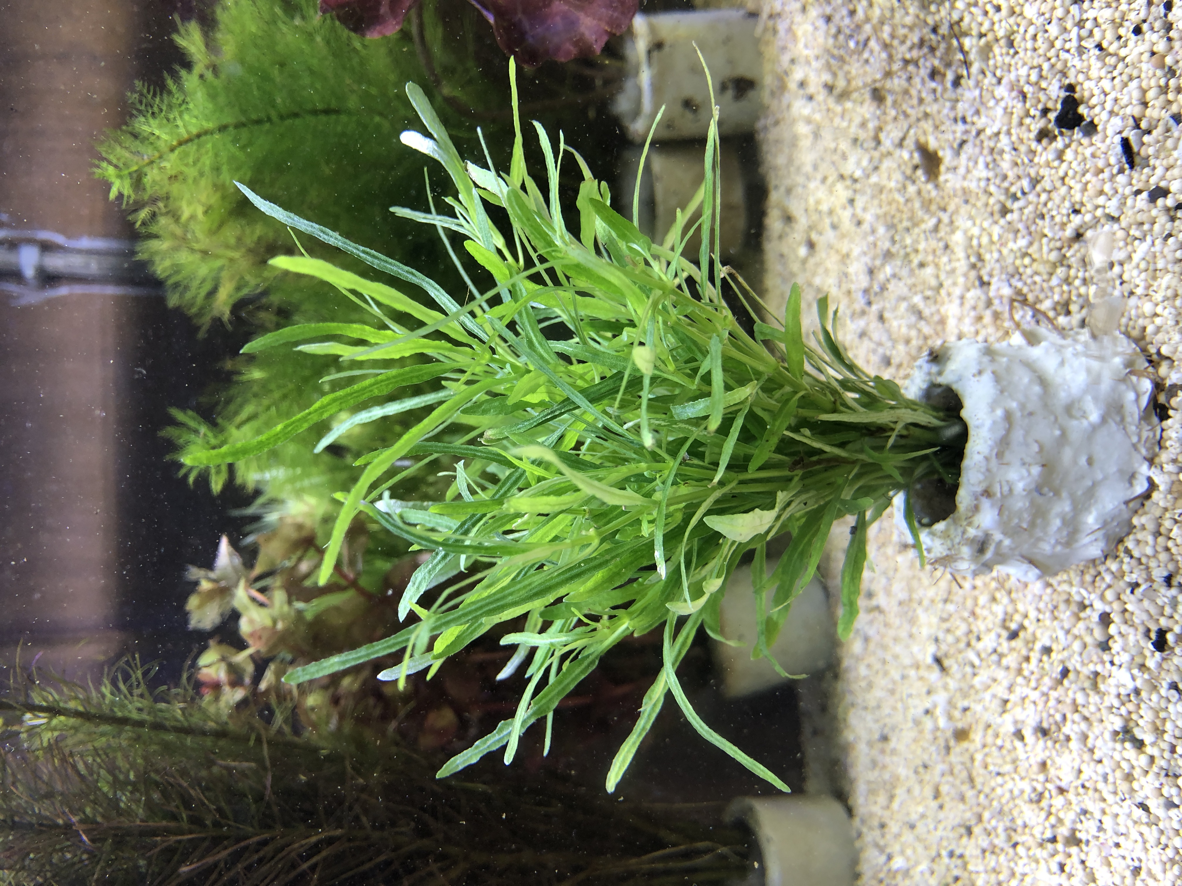 Hemigraphis repanda green