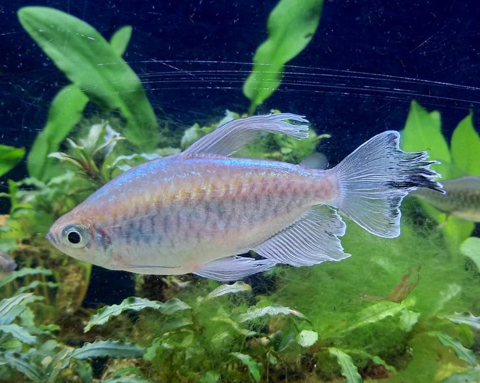 Congo tetra