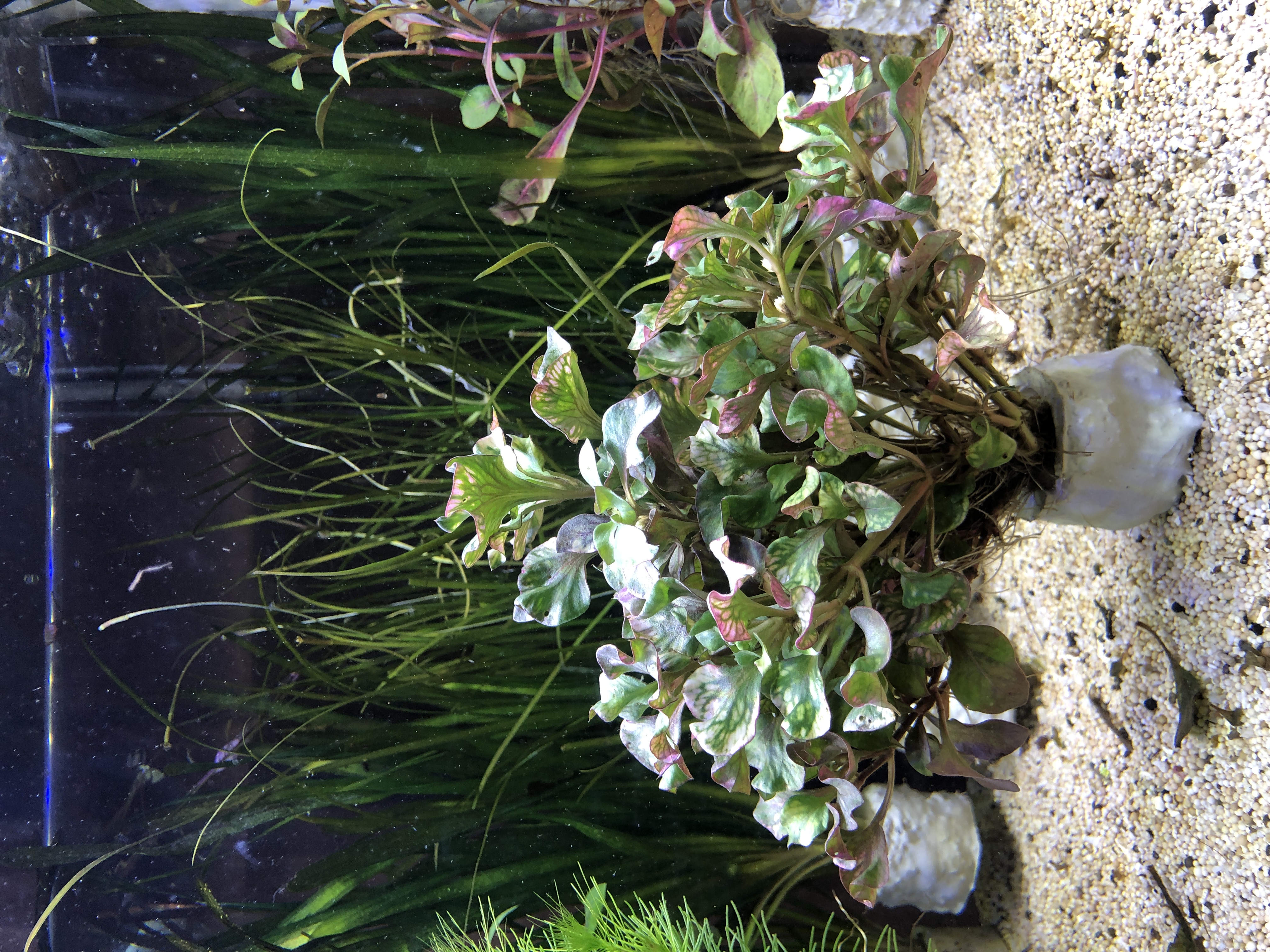 Alternanthera bettzickiana 'Red'