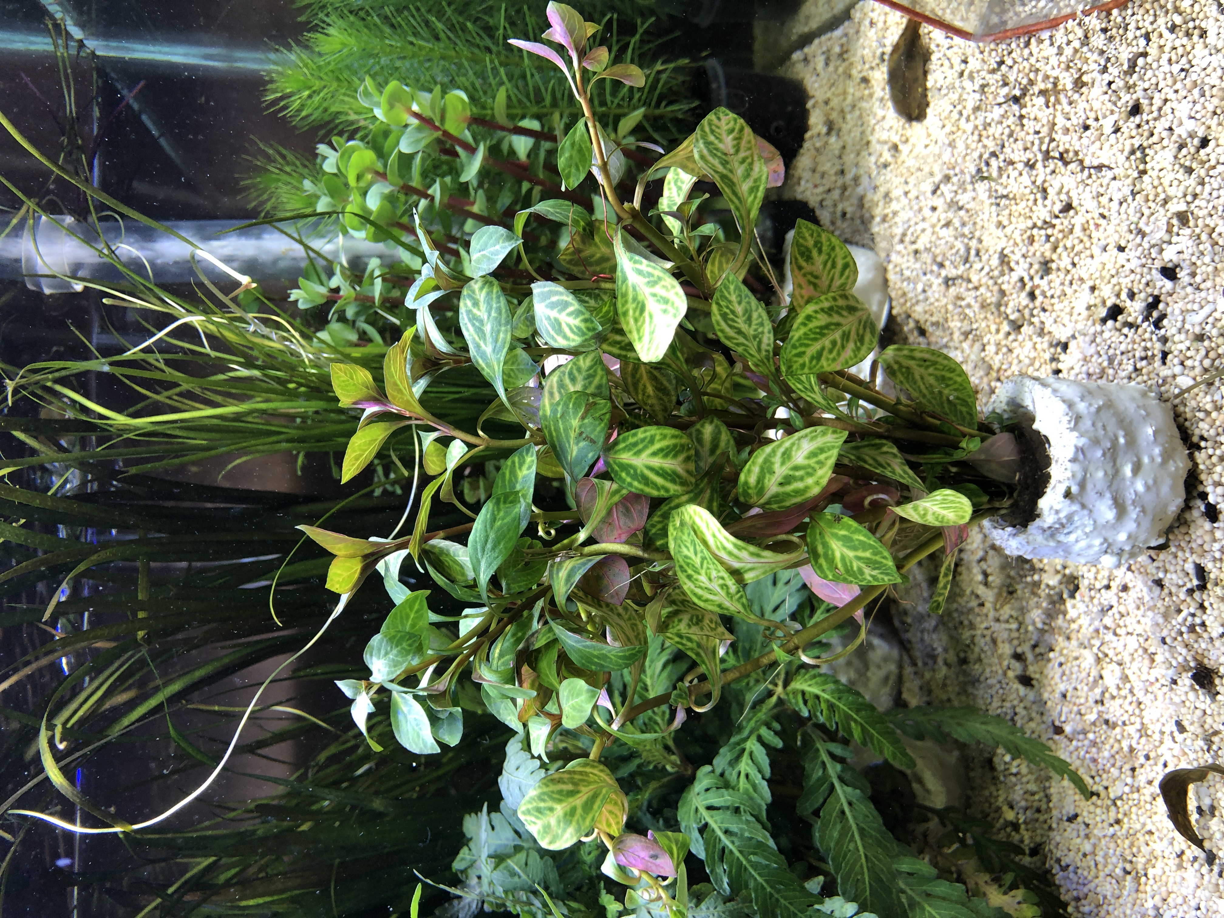 Ludwigia sp. atlantis