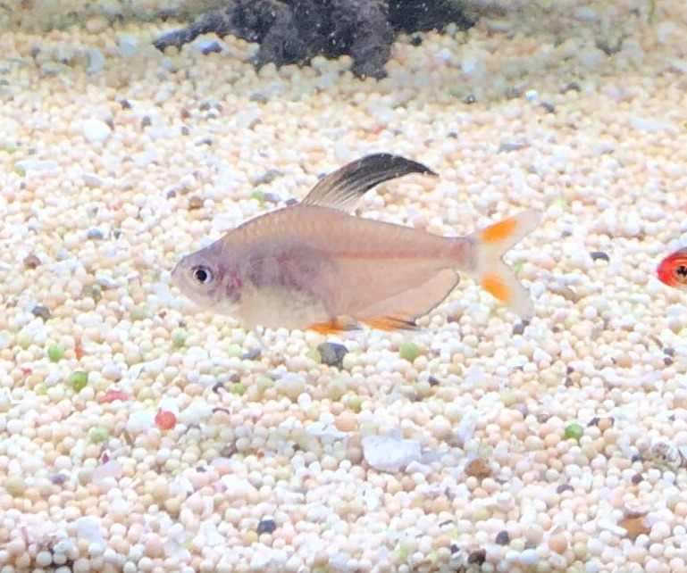 Rosy tetra