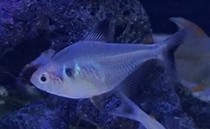 Black phantom tetra