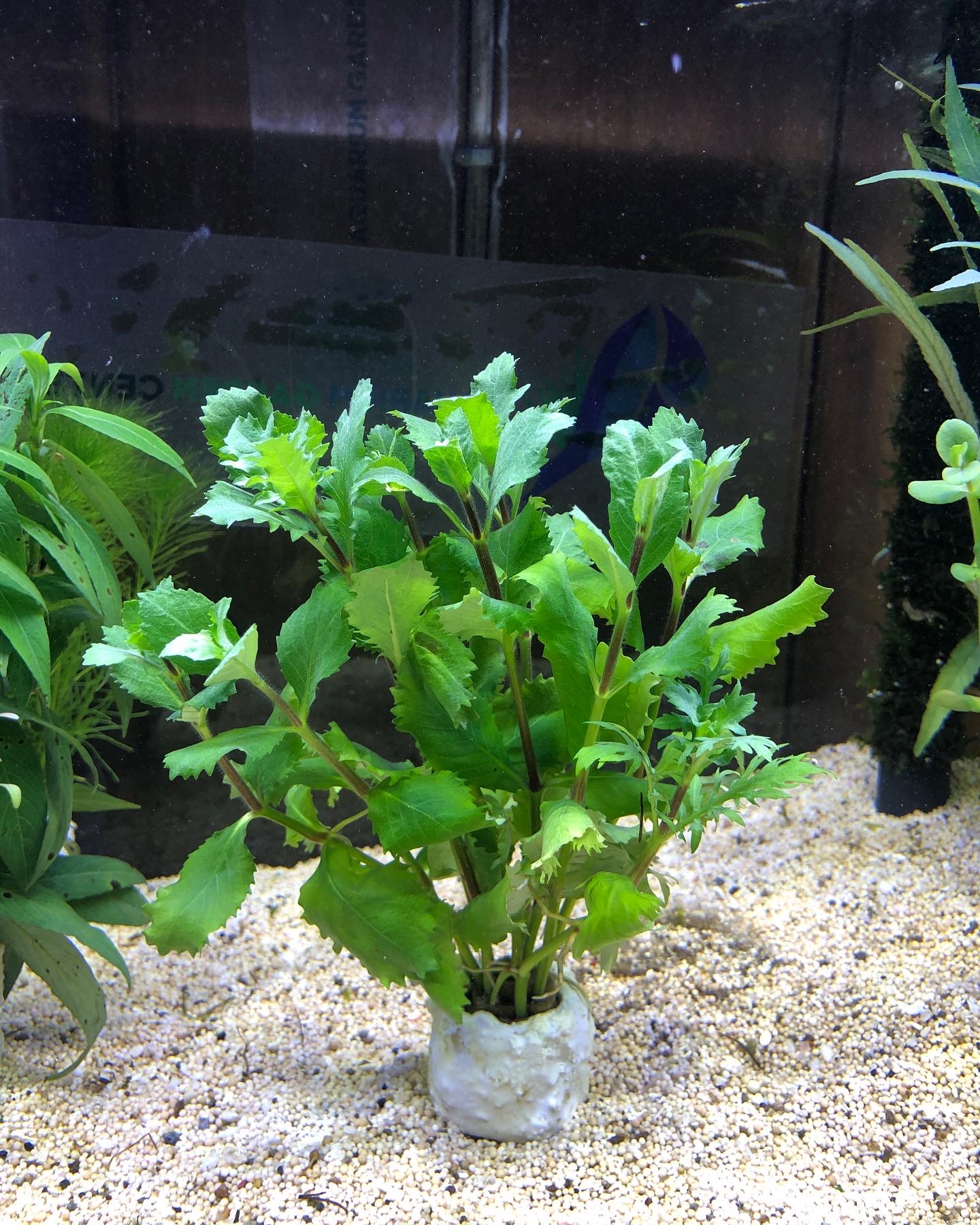 Hygrophila difformis