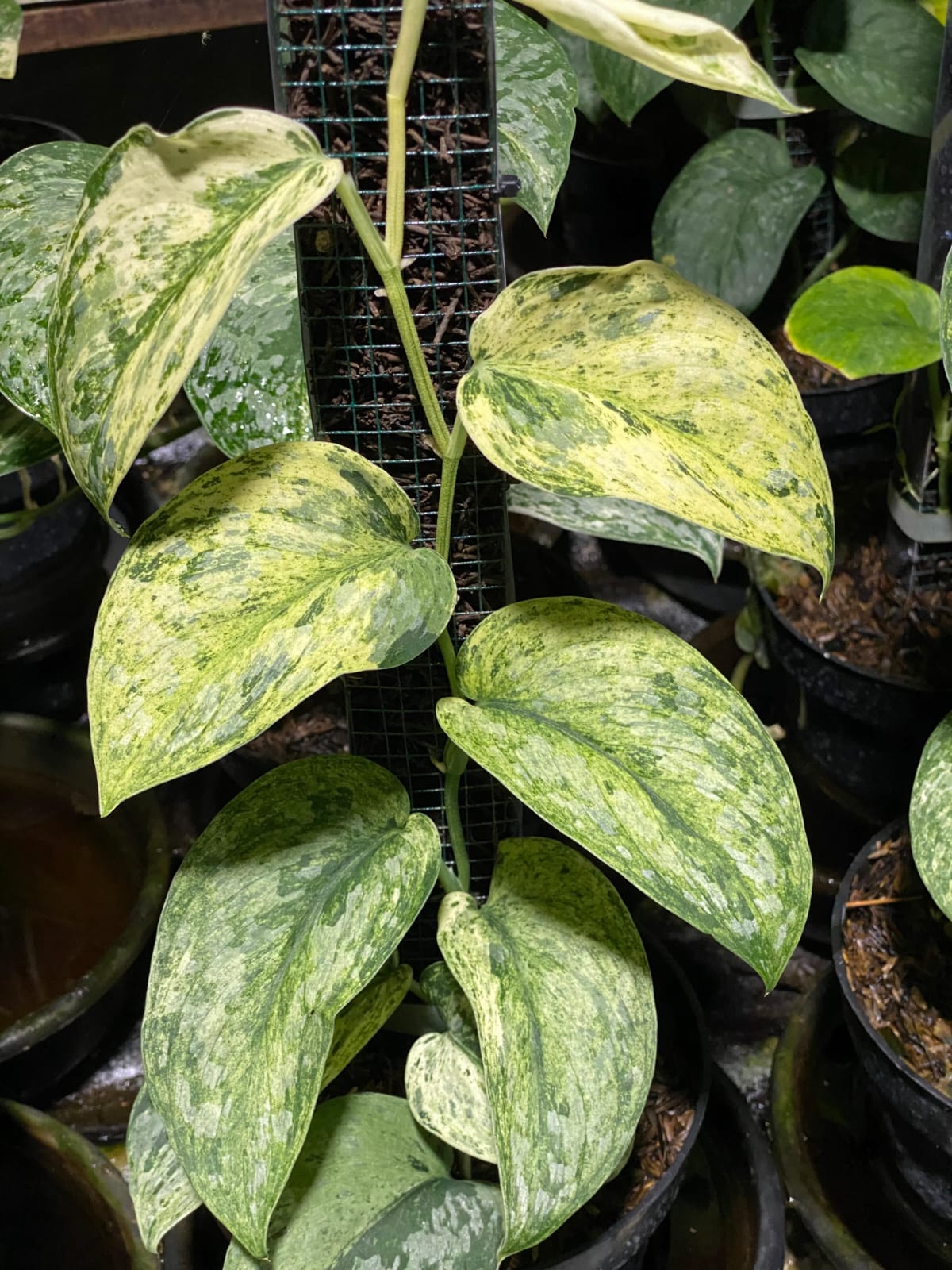 Scindapsus exotica yellow