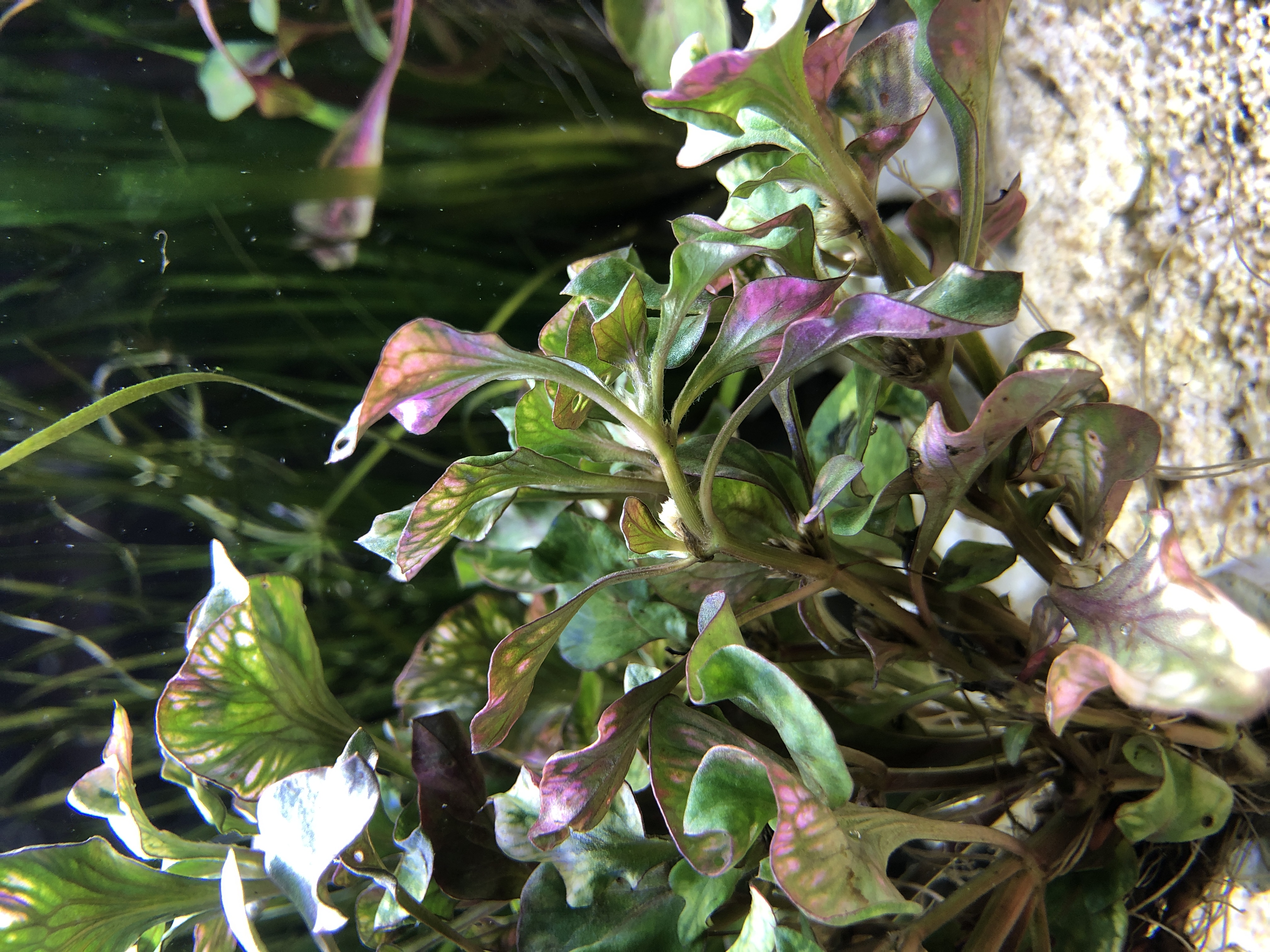 Alternanthera bettzickiana 'Red'