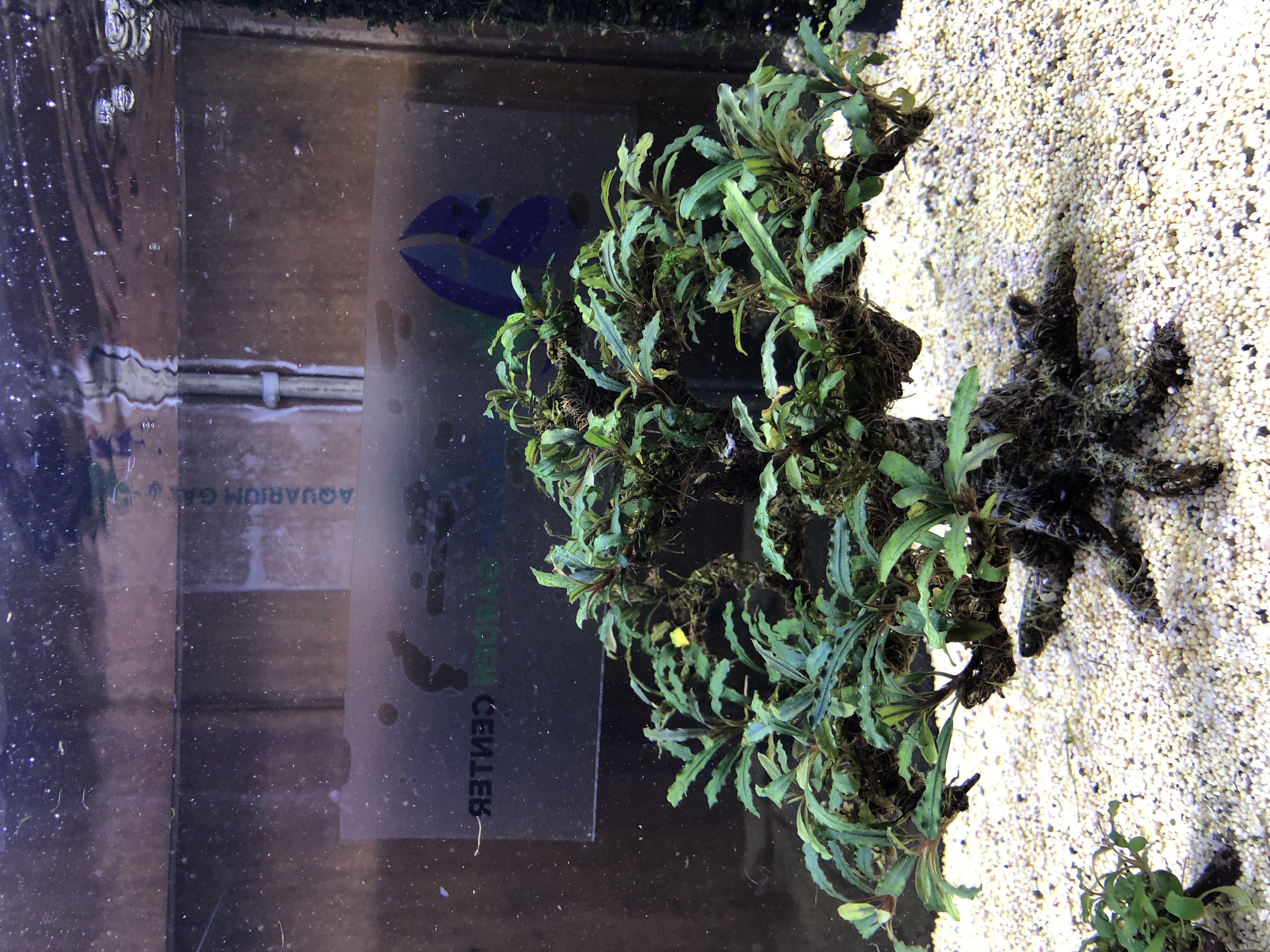 Bucephalandra on bonsai