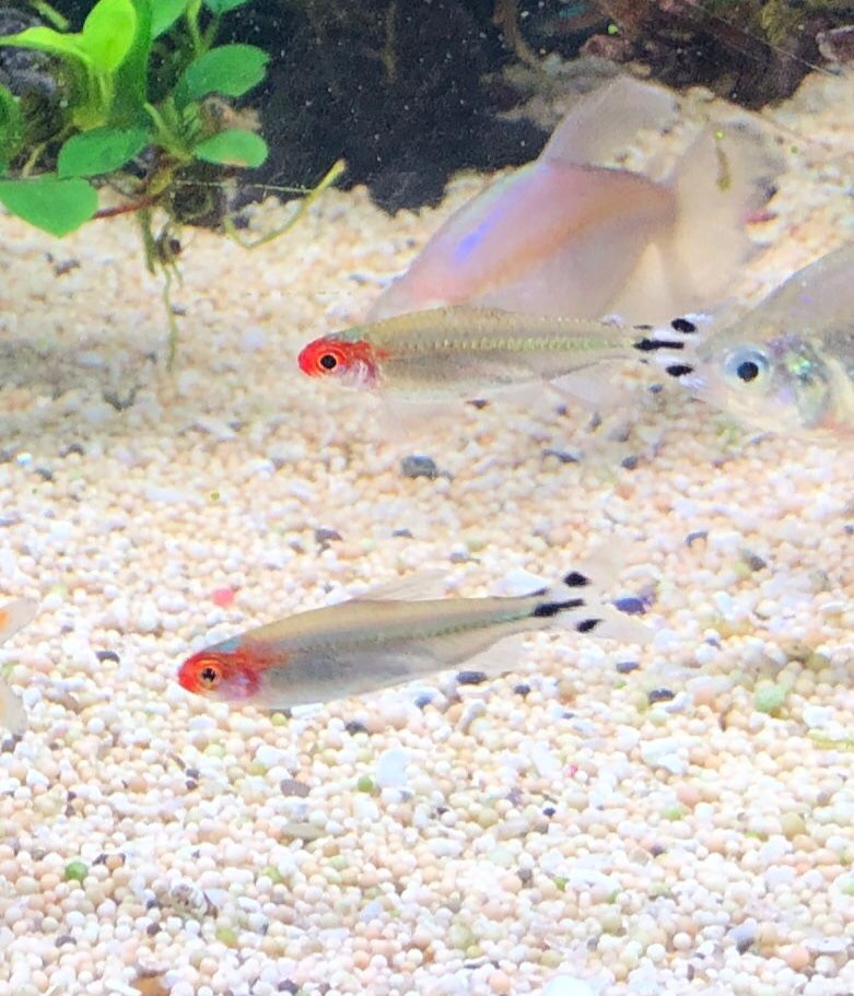 Red nose tetra