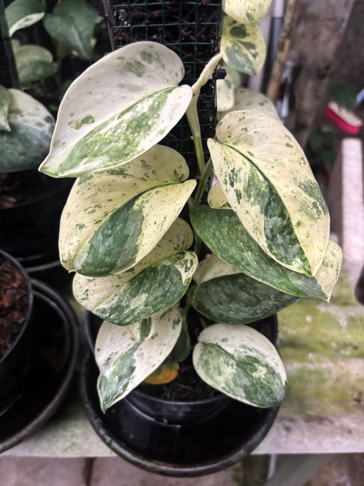 Scindapsus silver splash