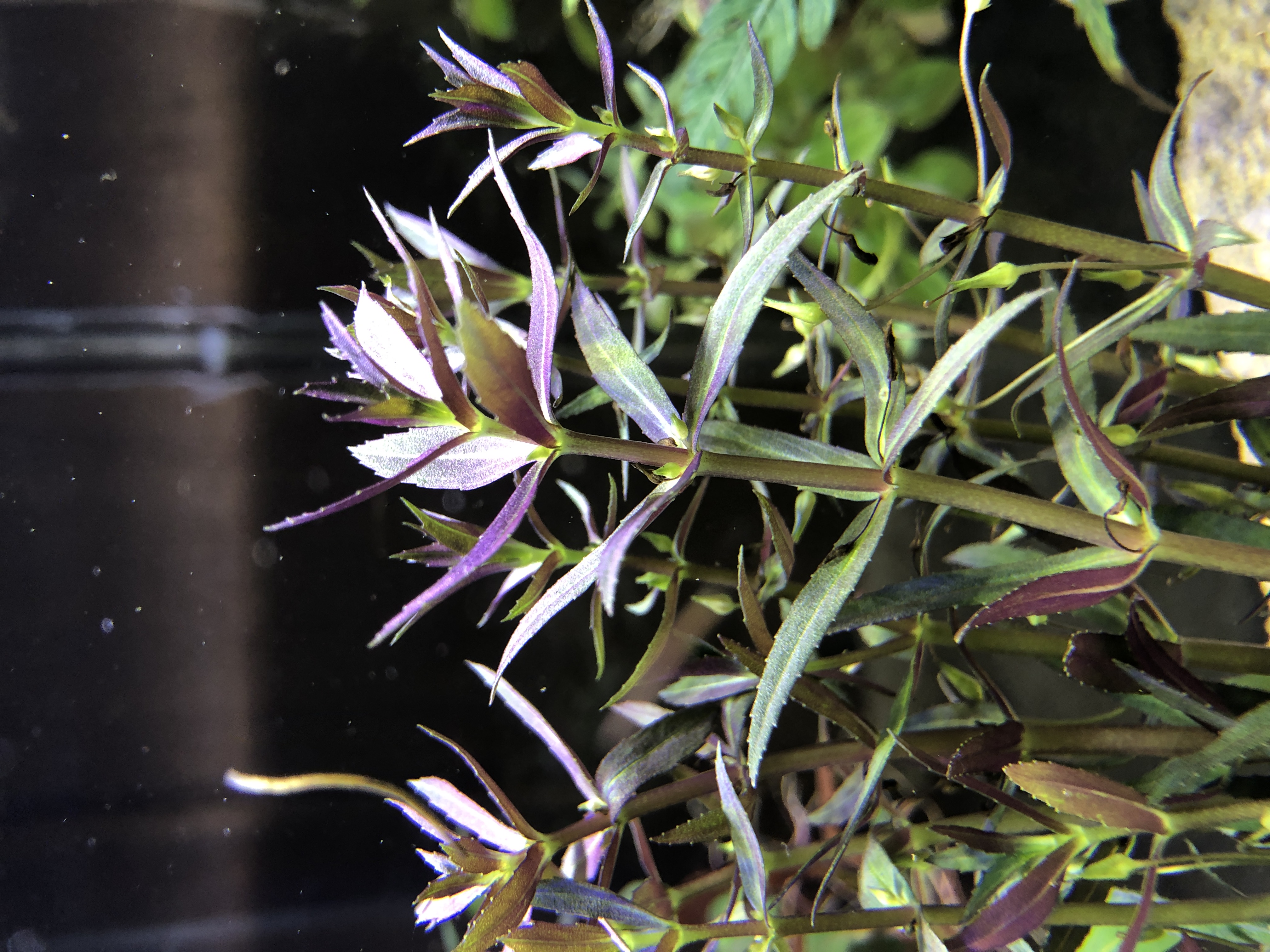 Limnophila aromatica