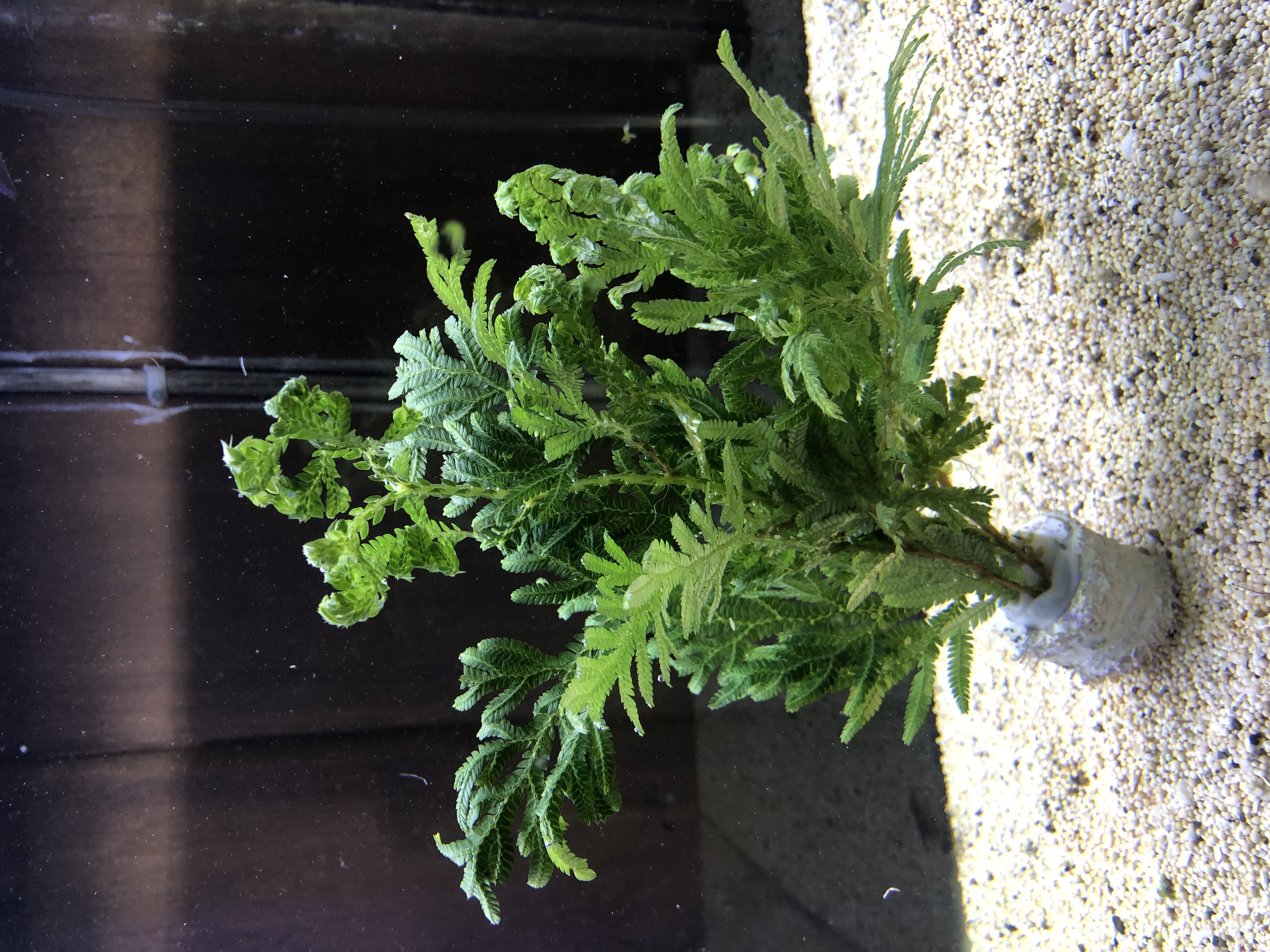 Selaginella willdnowii