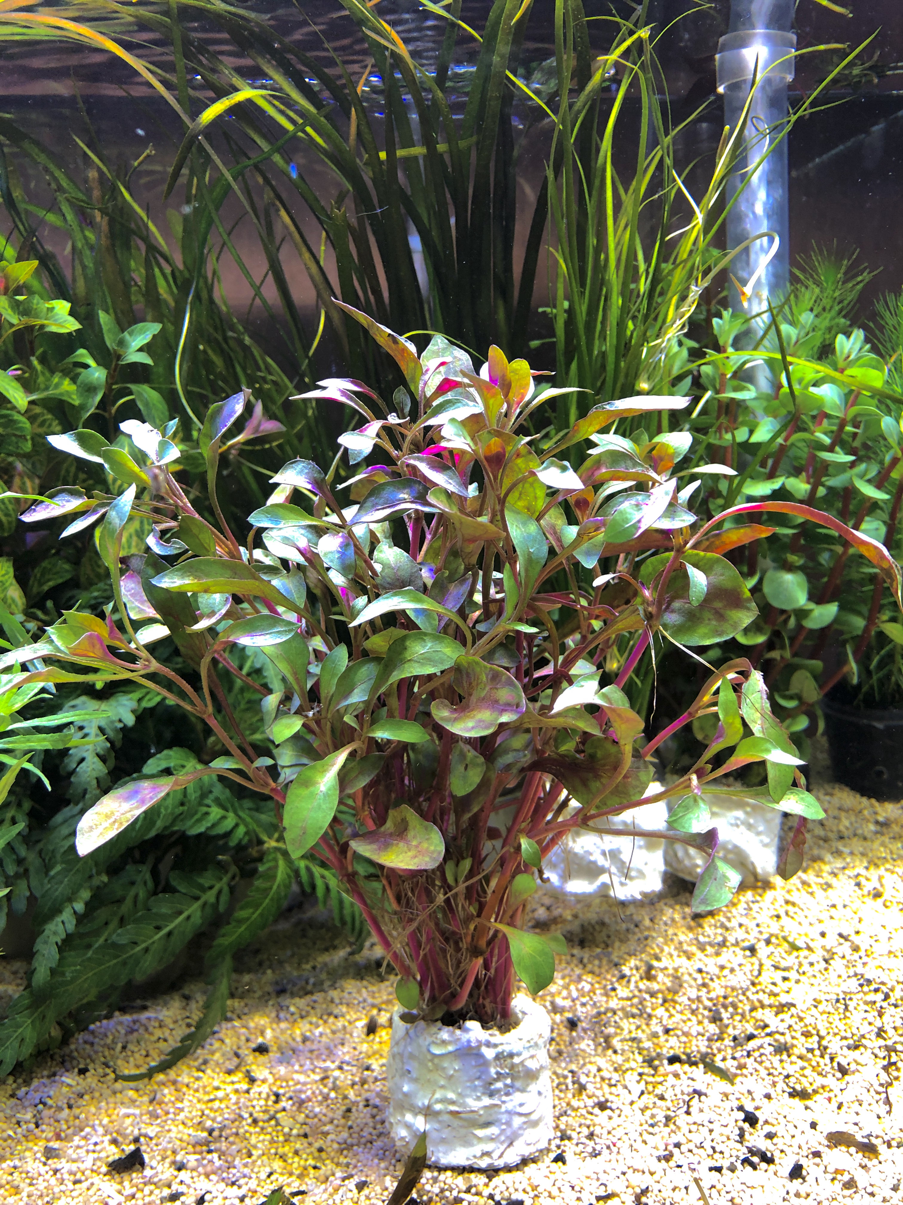 Alternanthera bettzickiana