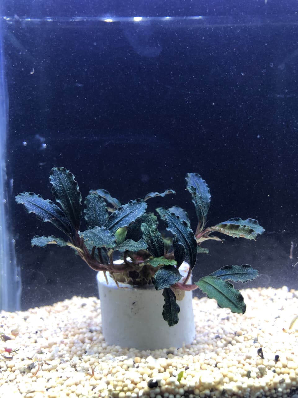 Bucephalandra kedagang