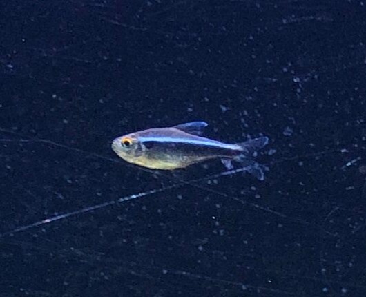 Black neon tetra