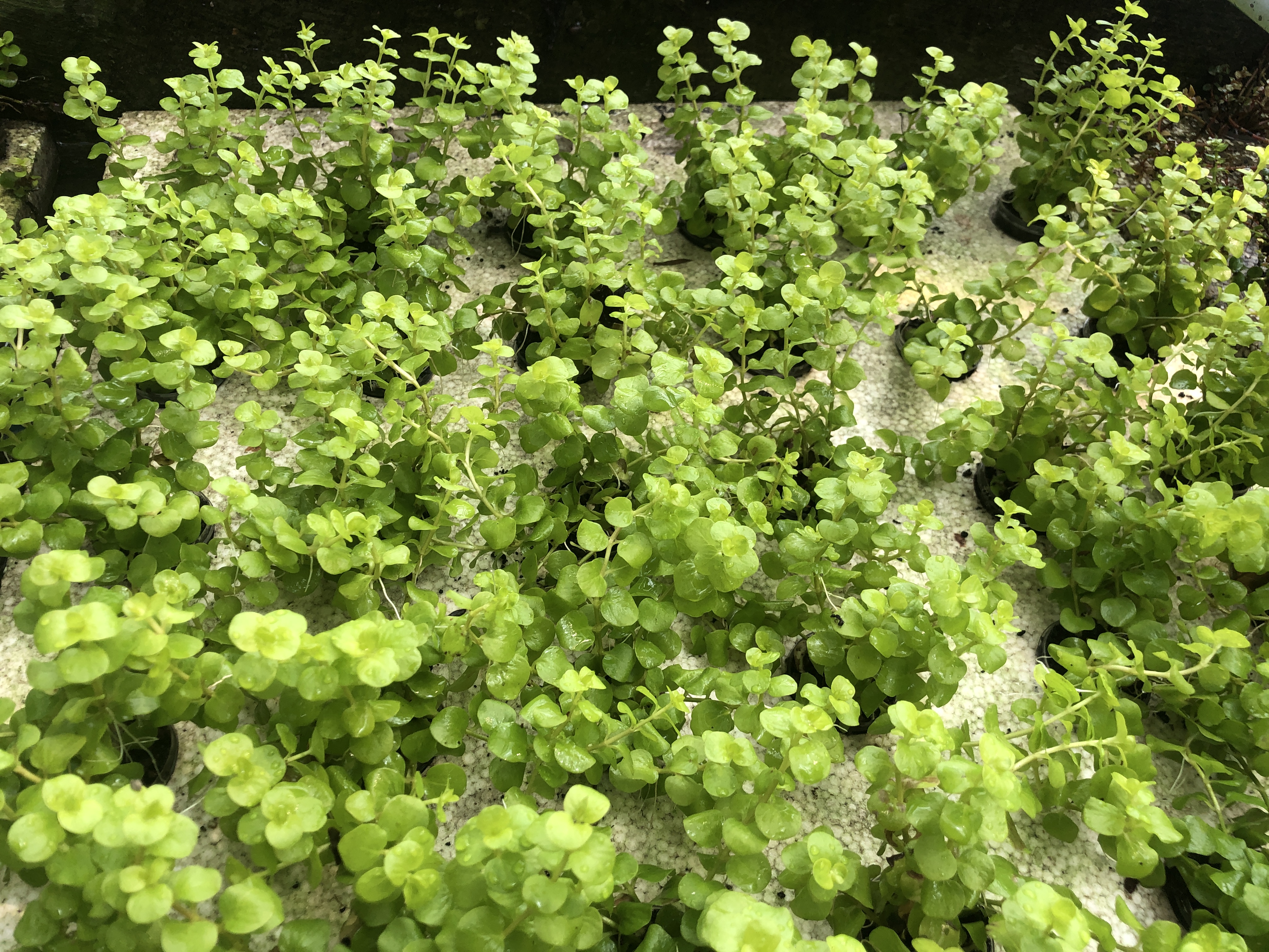 Lysimachia nummularia 'aurea'