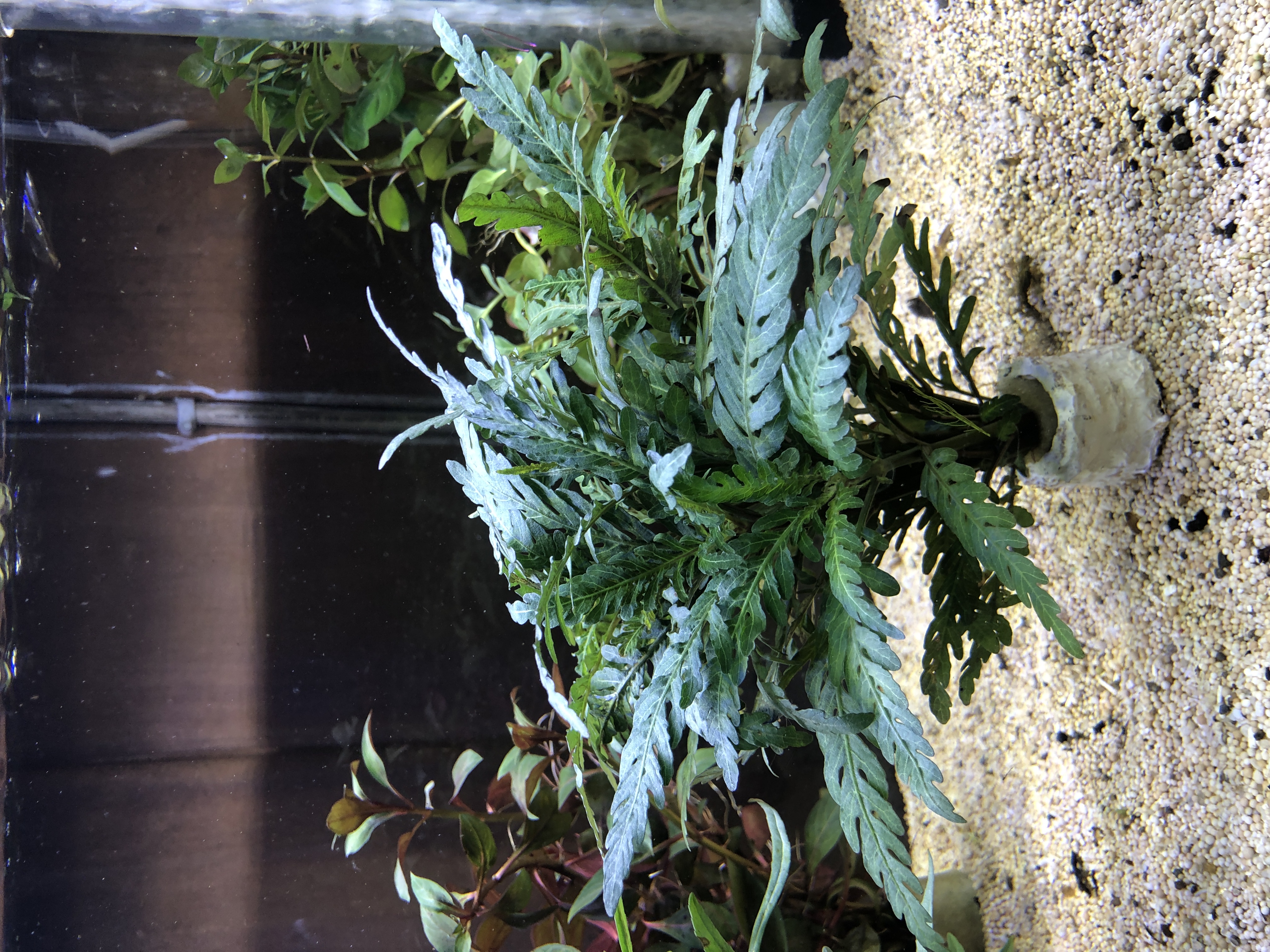 Hygrophila pinnatifida