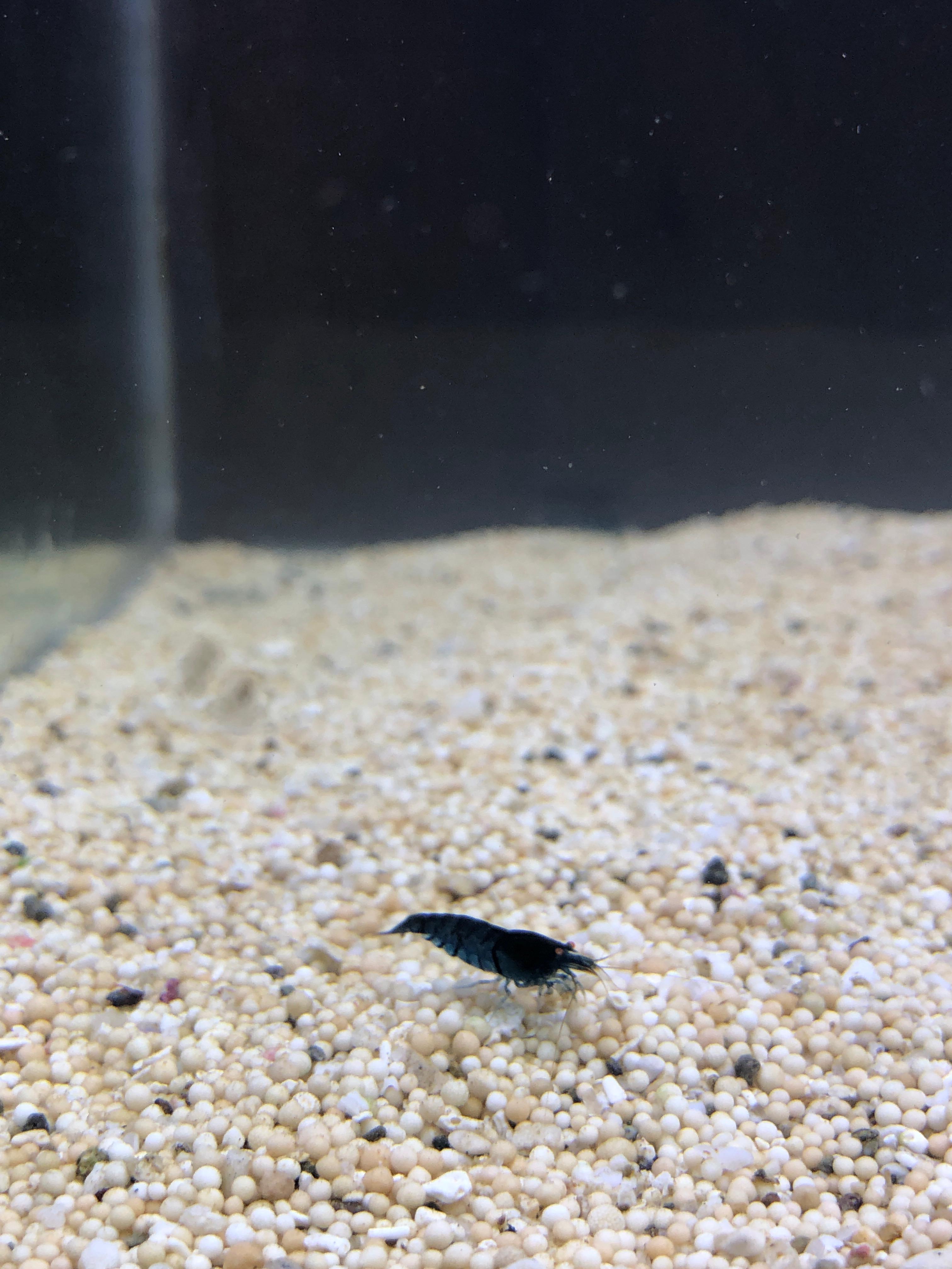 Orange eye blue tiger