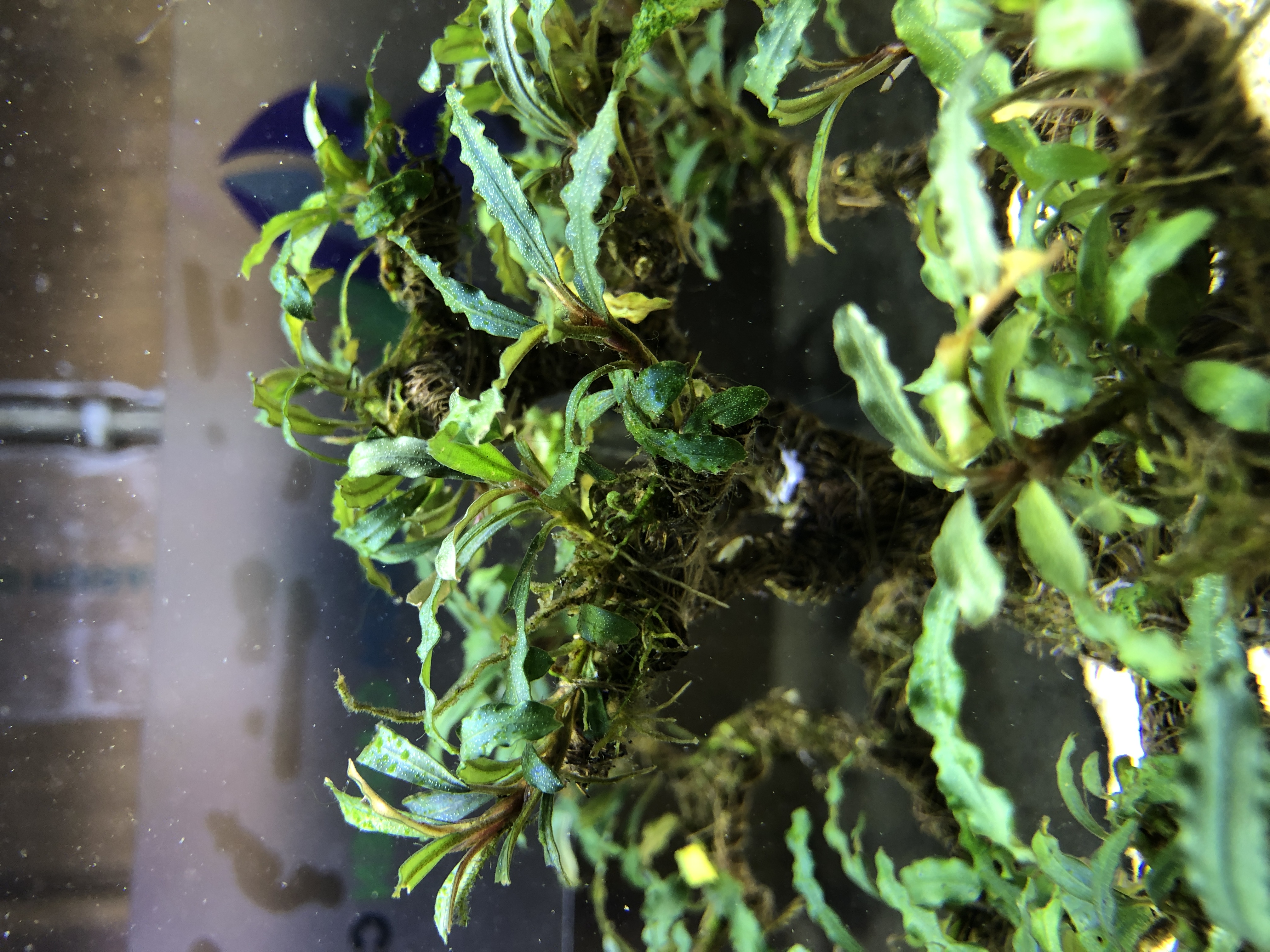 Bucephalandra on bonsai 