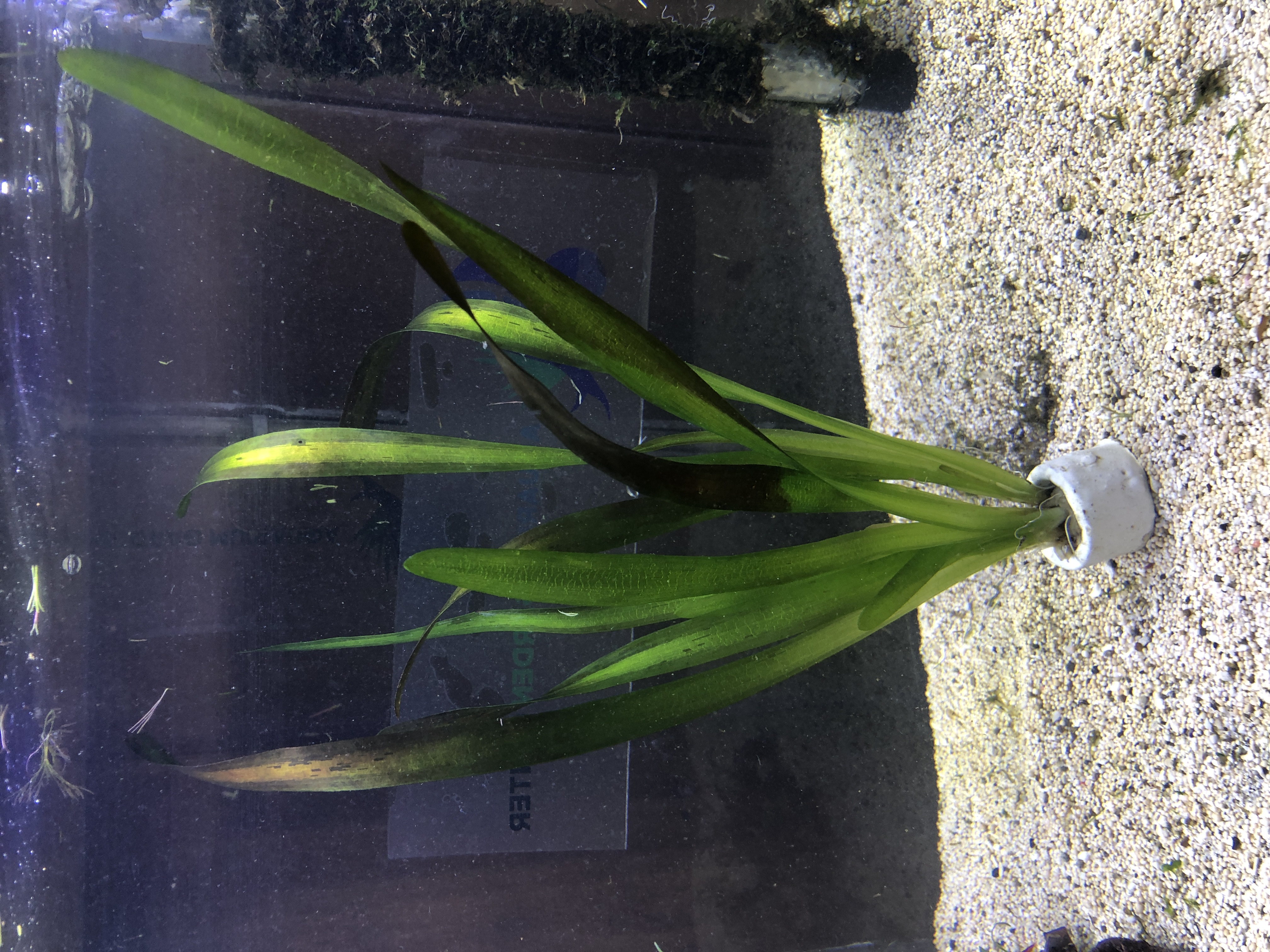 Vallisneria gigantea